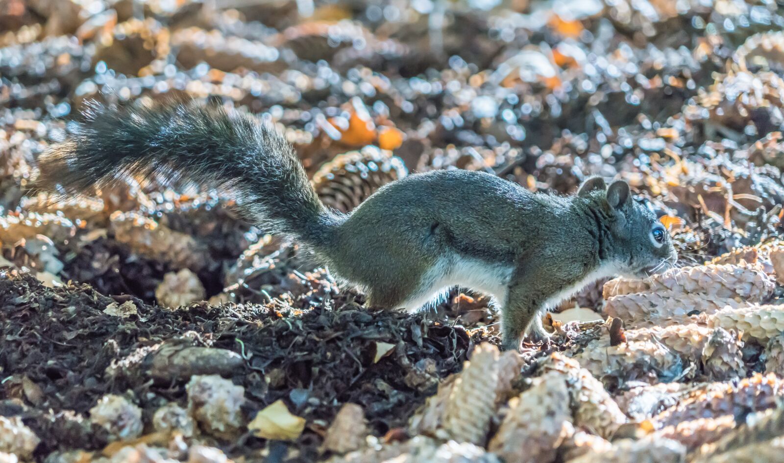 Sony a7R II + Sony FE 24-240mm F3.5-6.3 OSS sample photo. Squirrel, pine cones, brown photography