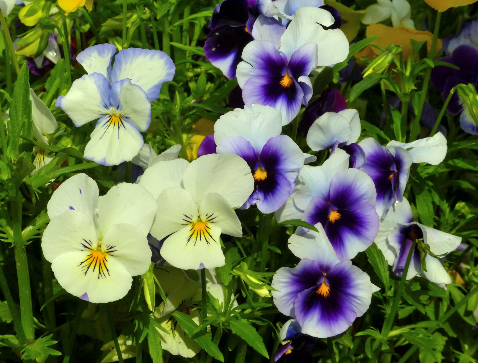 Panasonic Lumix DMC-FZ200 sample photo. Pansies, flowers, flower photography