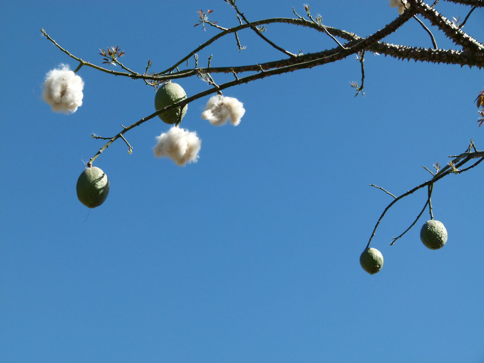 Panasonic Lumix DMC-FZ100 sample photo. Blossom, blossoming, blue, sky photography