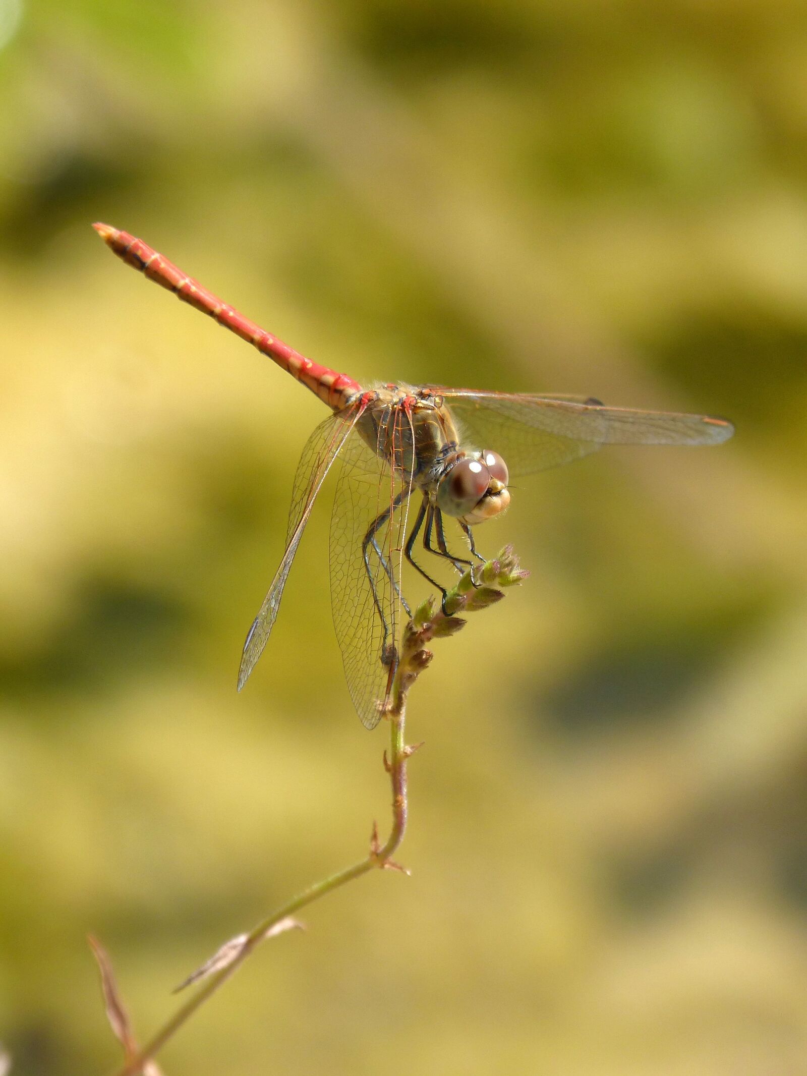 Panasonic DMC-FZ62 sample photo. Red dragonfly, plant, dragonfly photography