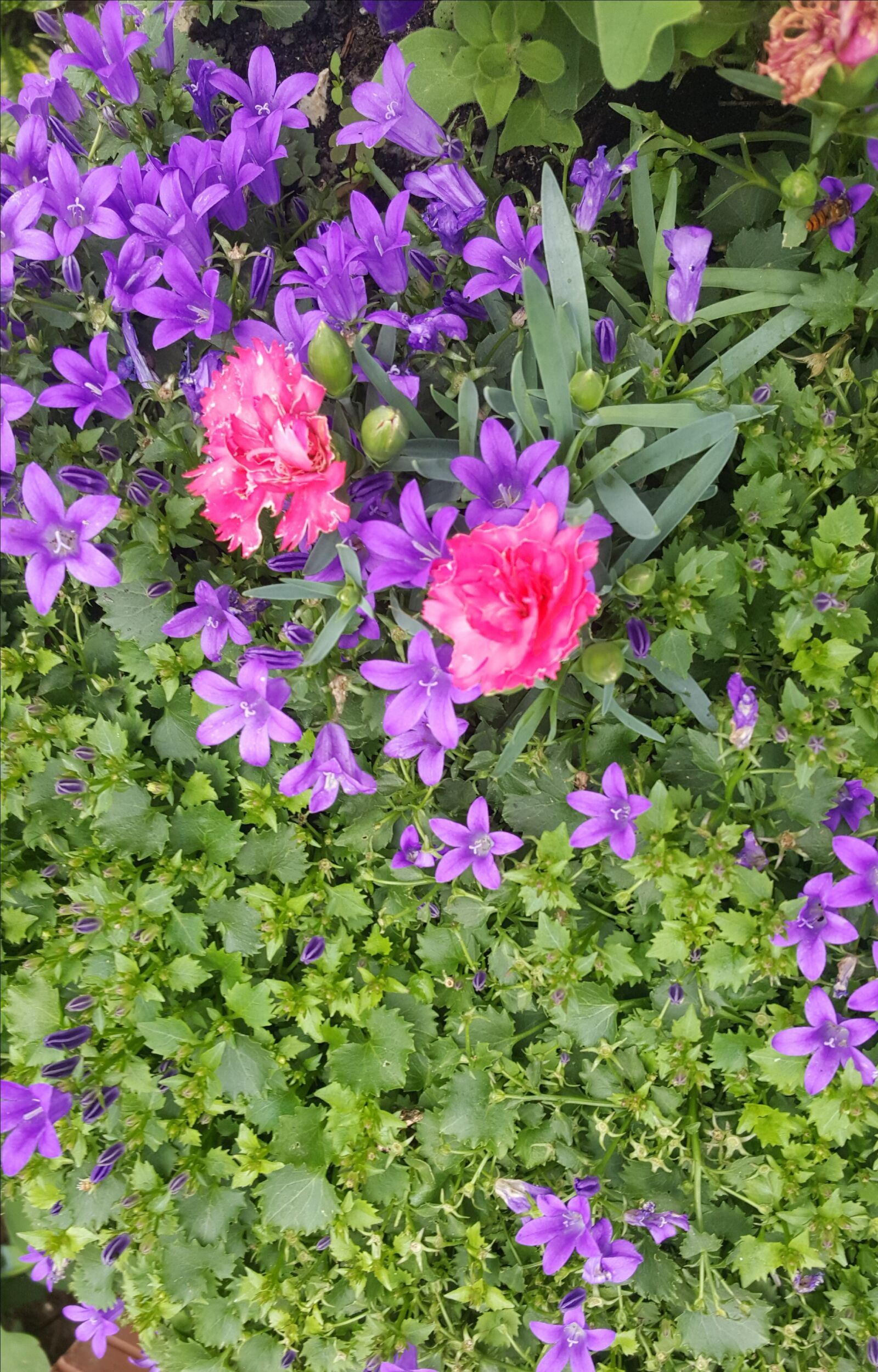 Samsung Galaxy S6 sample photo. Summer, flower, nature photography