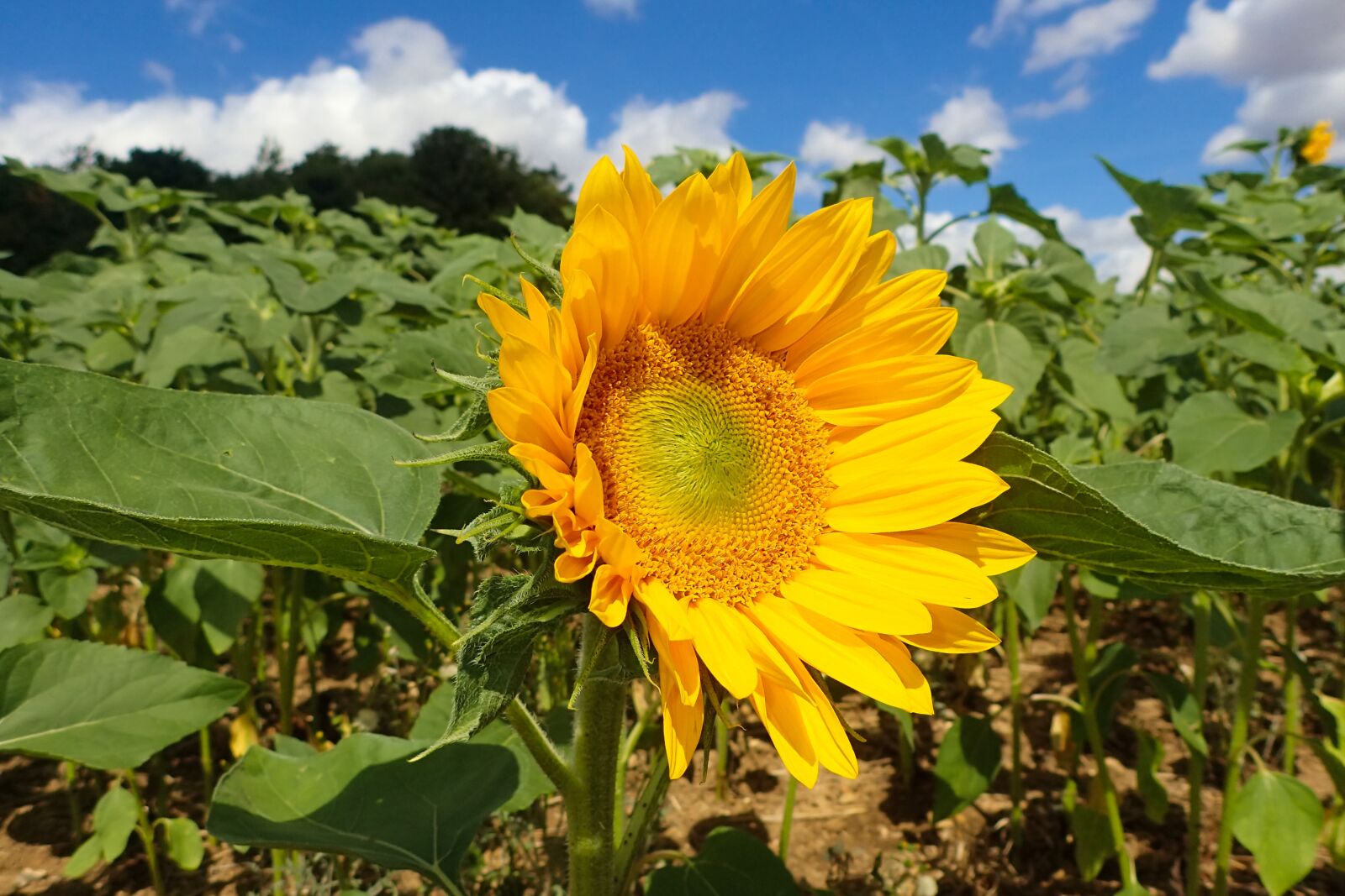 Olympus TG-4 sample photo. Sunflower, beautiful, blossom photography