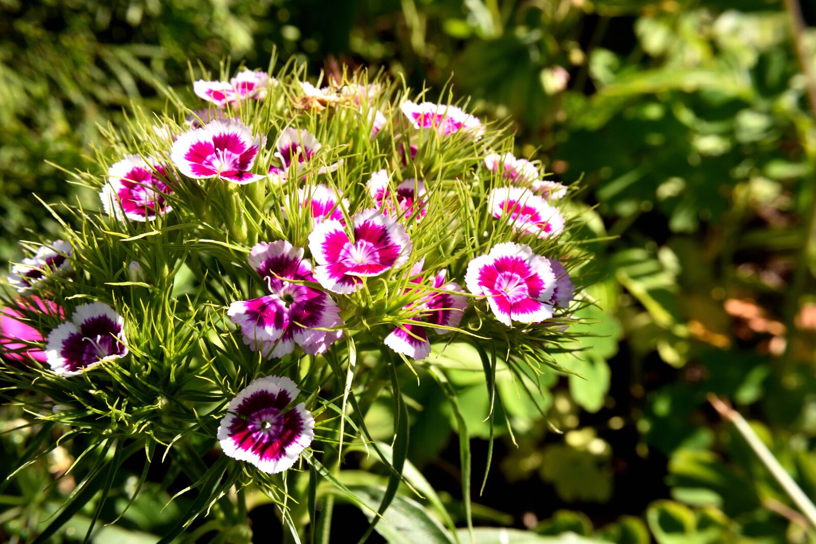Nikon D5500 sample photo. Sweet william, blossom, bloom photography