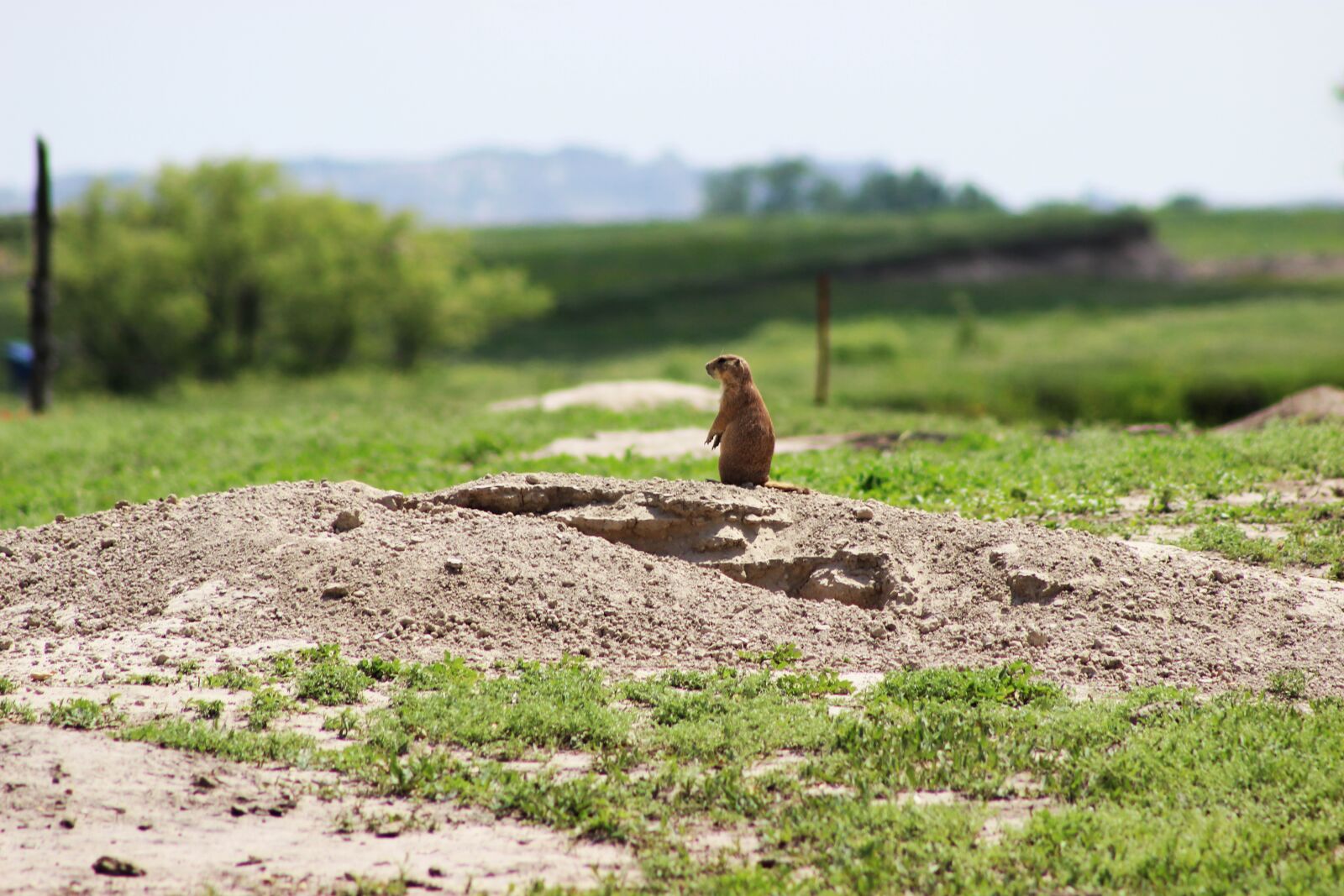 Canon EOS 600D (Rebel EOS T3i / EOS Kiss X5) sample photo. Nature, outdoors, prairie dog photography