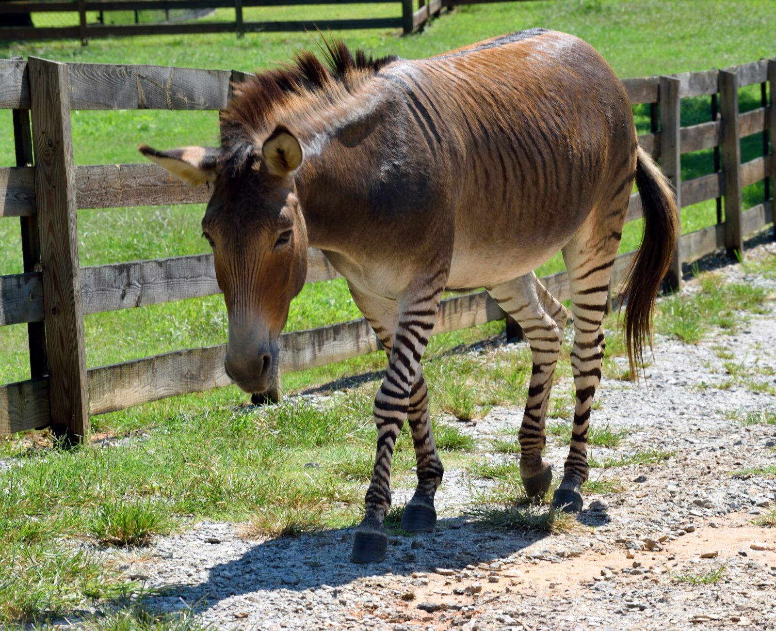 Nikon D3300 sample photo. Zonkey, animal, mammal photography