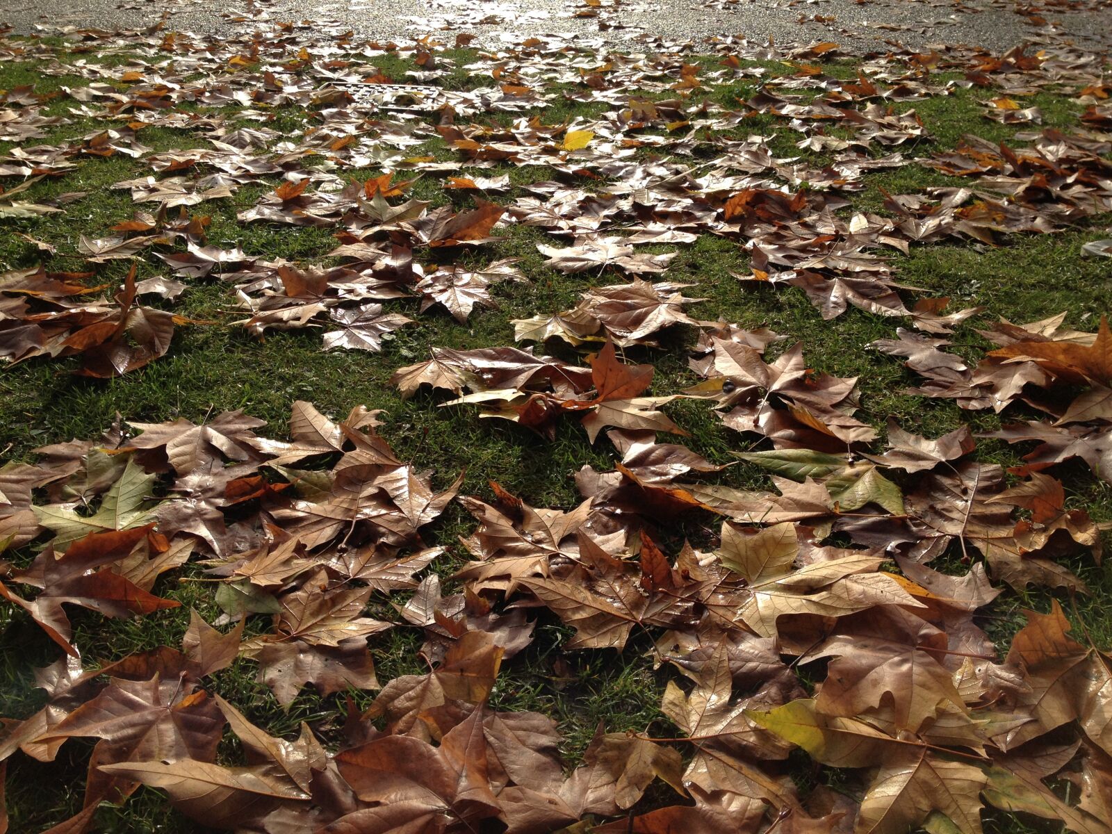 Apple iPhone 4S sample photo. Leaves, autumn, park photography