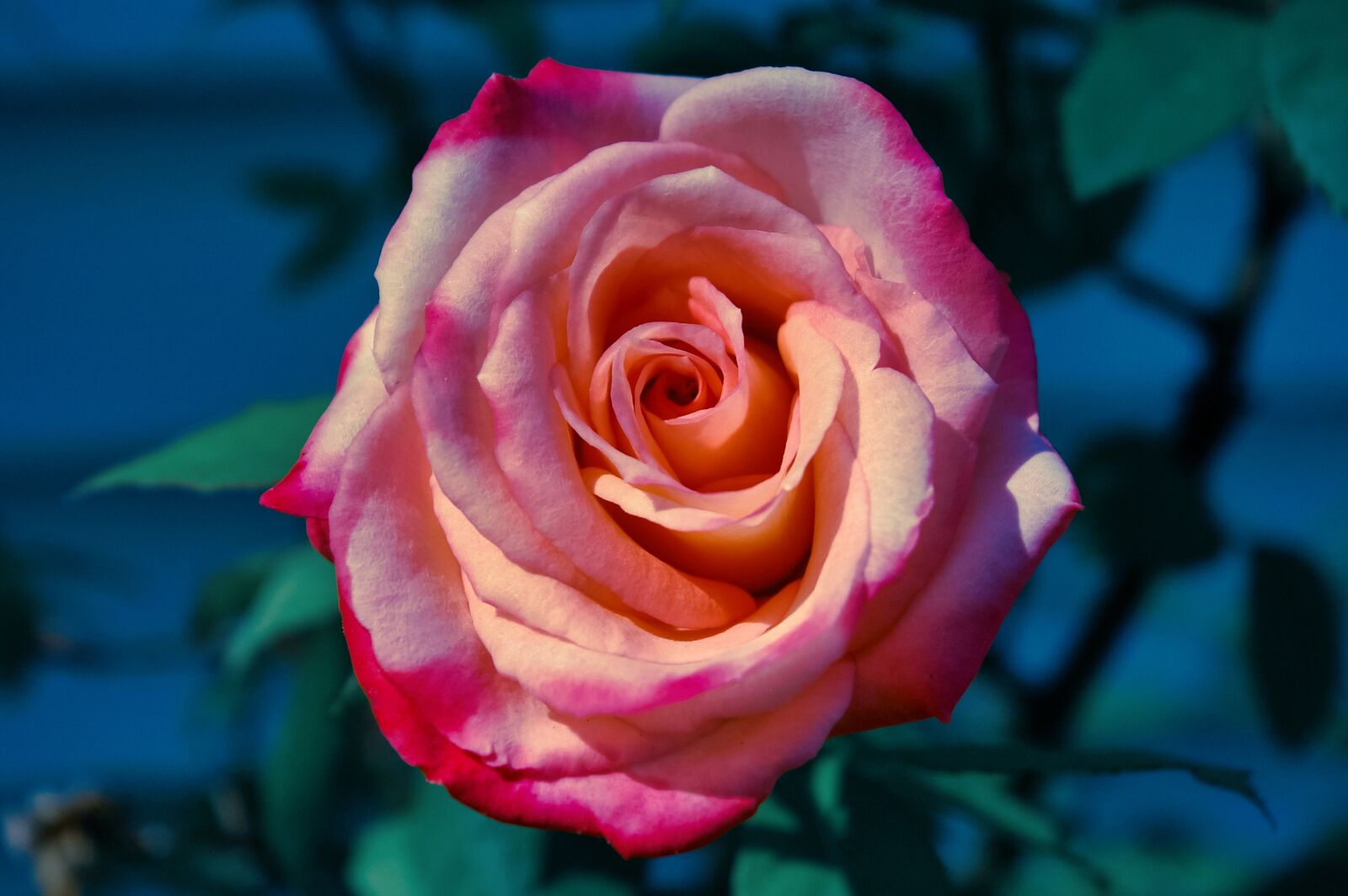 Pentax smc DA 18-55mm F3.5-5.6 AL sample photo. Rose, roses, pink rose photography