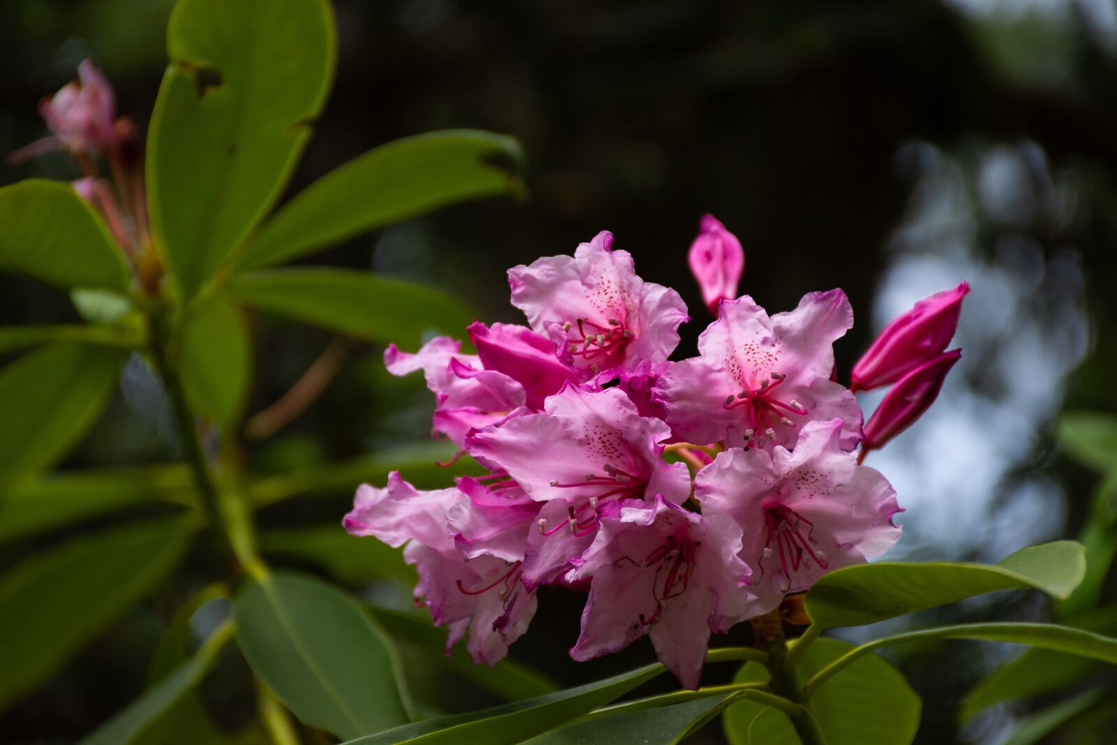 Nikon D7200 sample photo. Flower, nature, leaves photography