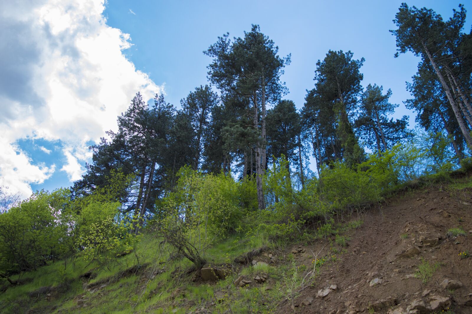 Nikon D3200 sample photo. Trees, land and tress photography