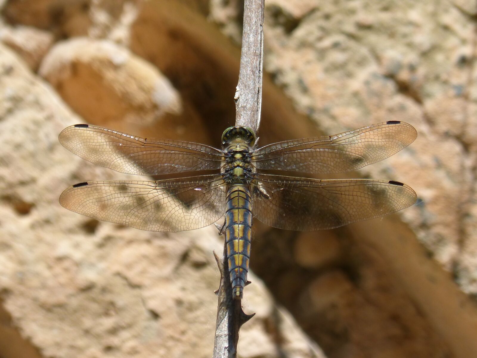 Panasonic DMC-FZ62 sample photo. Dragonfly, selysiothemis nigra, winged photography