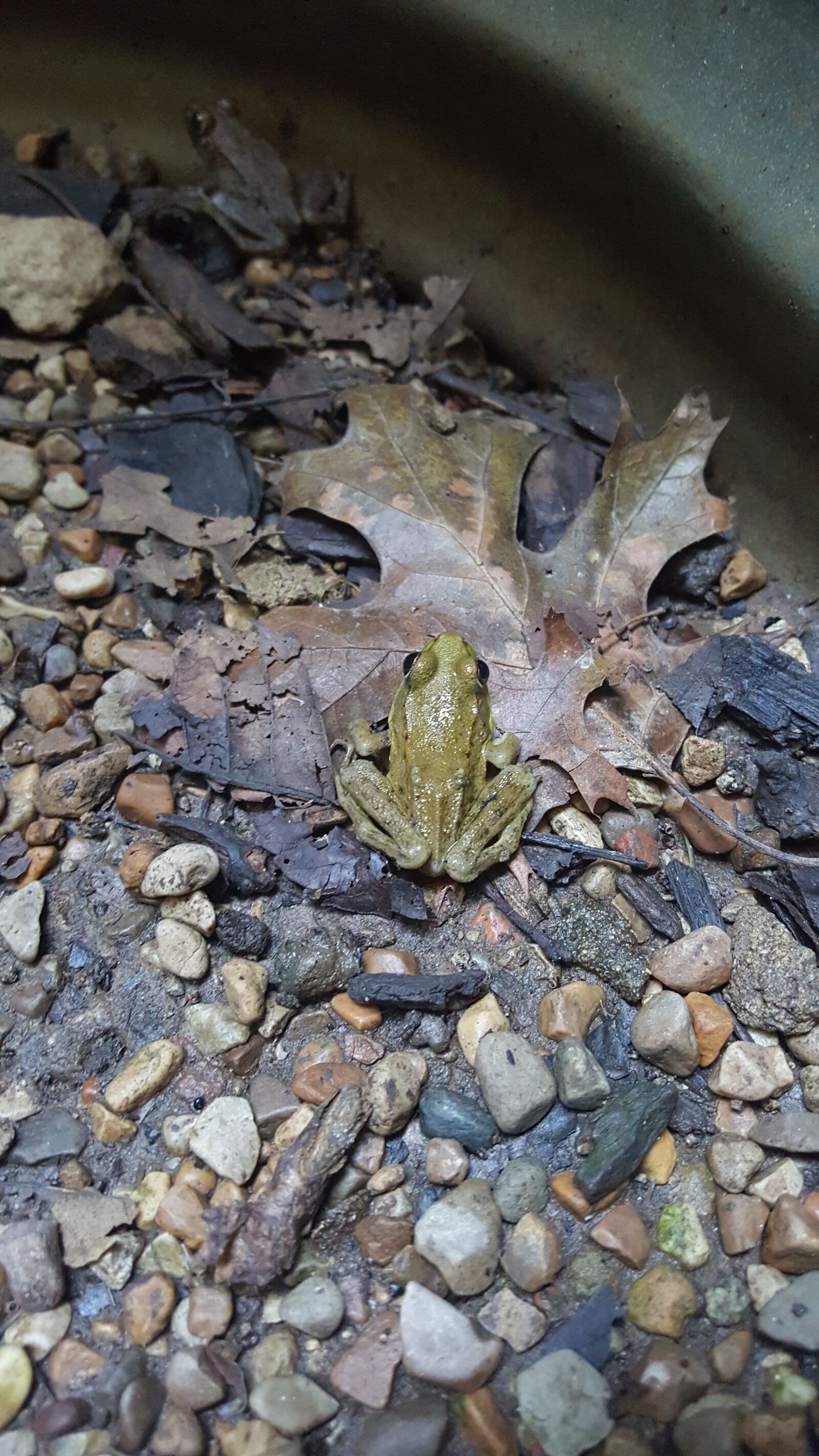 Samsung Galaxy Note5 sample photo. Frog, toad, amphibian photography