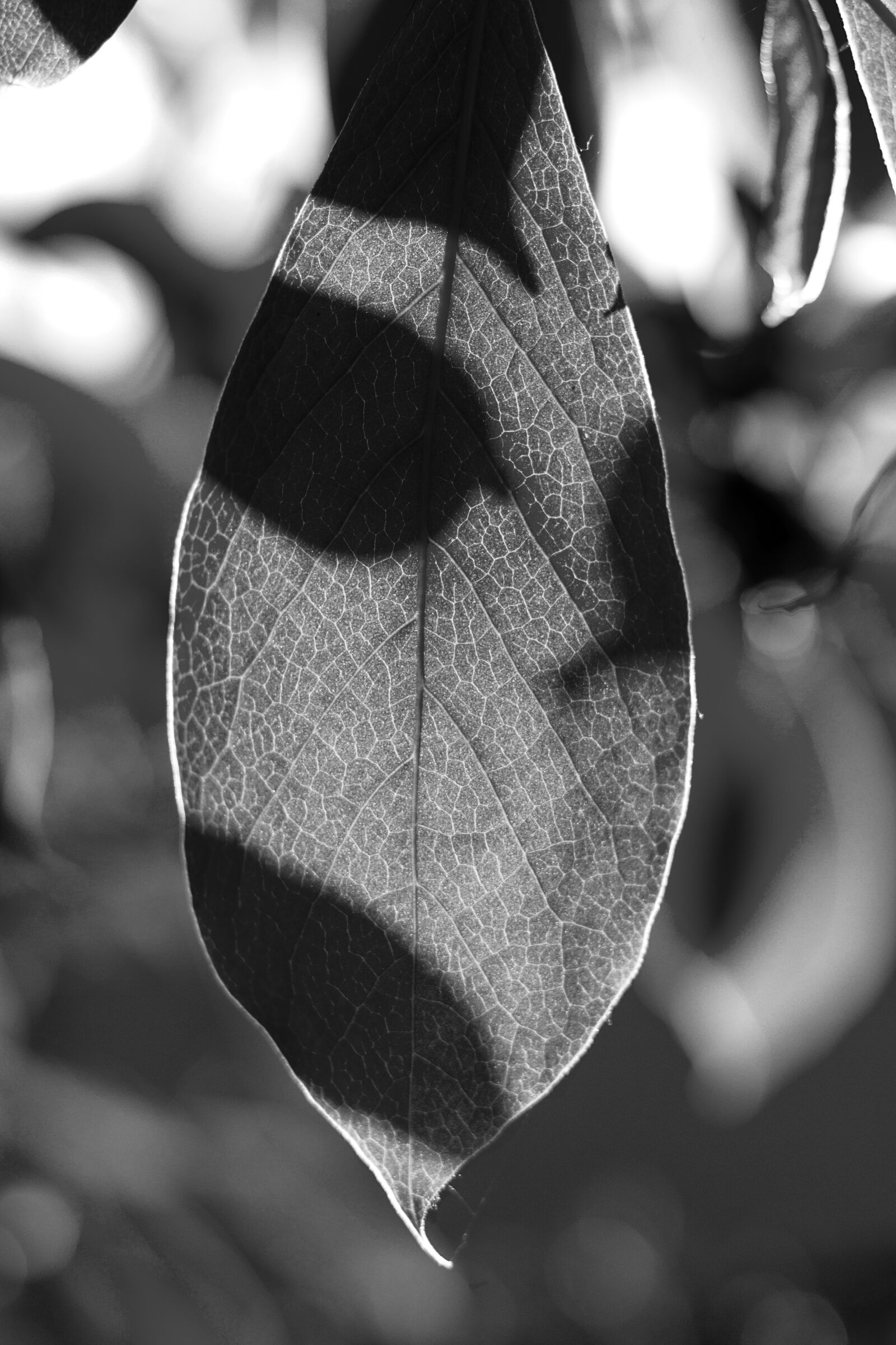 Canon EOS 700D (EOS Rebel T5i / EOS Kiss X7i) sample photo. Leaf, white, nero photography