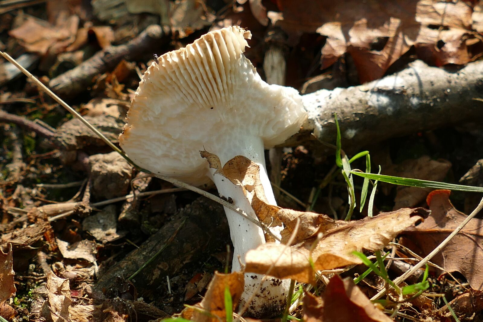 Panasonic Lumix DMC-FZ1000 sample photo. Mushroom, agaric, mold photography