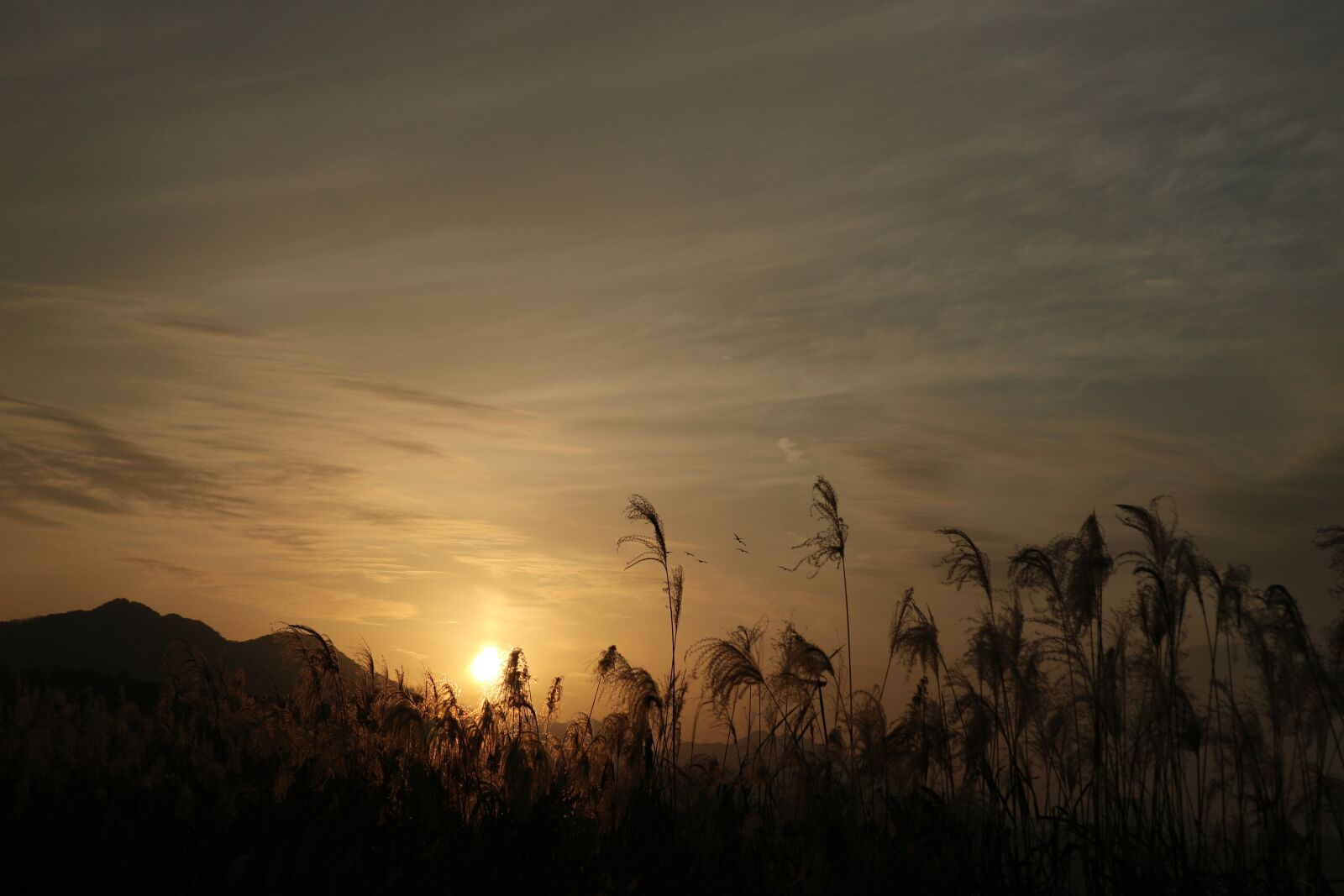 Canon EOS M10 sample photo. Sunset, reed, nature photography