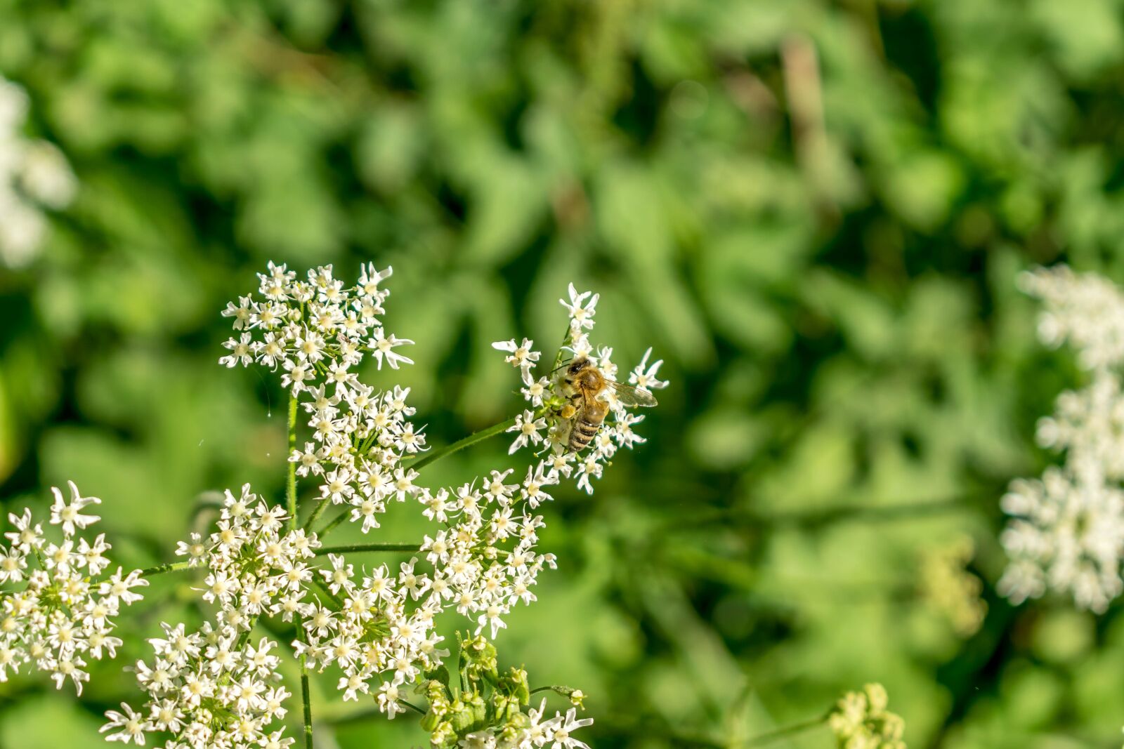 Nikon D5300 sample photo. Bee, work, nature photography