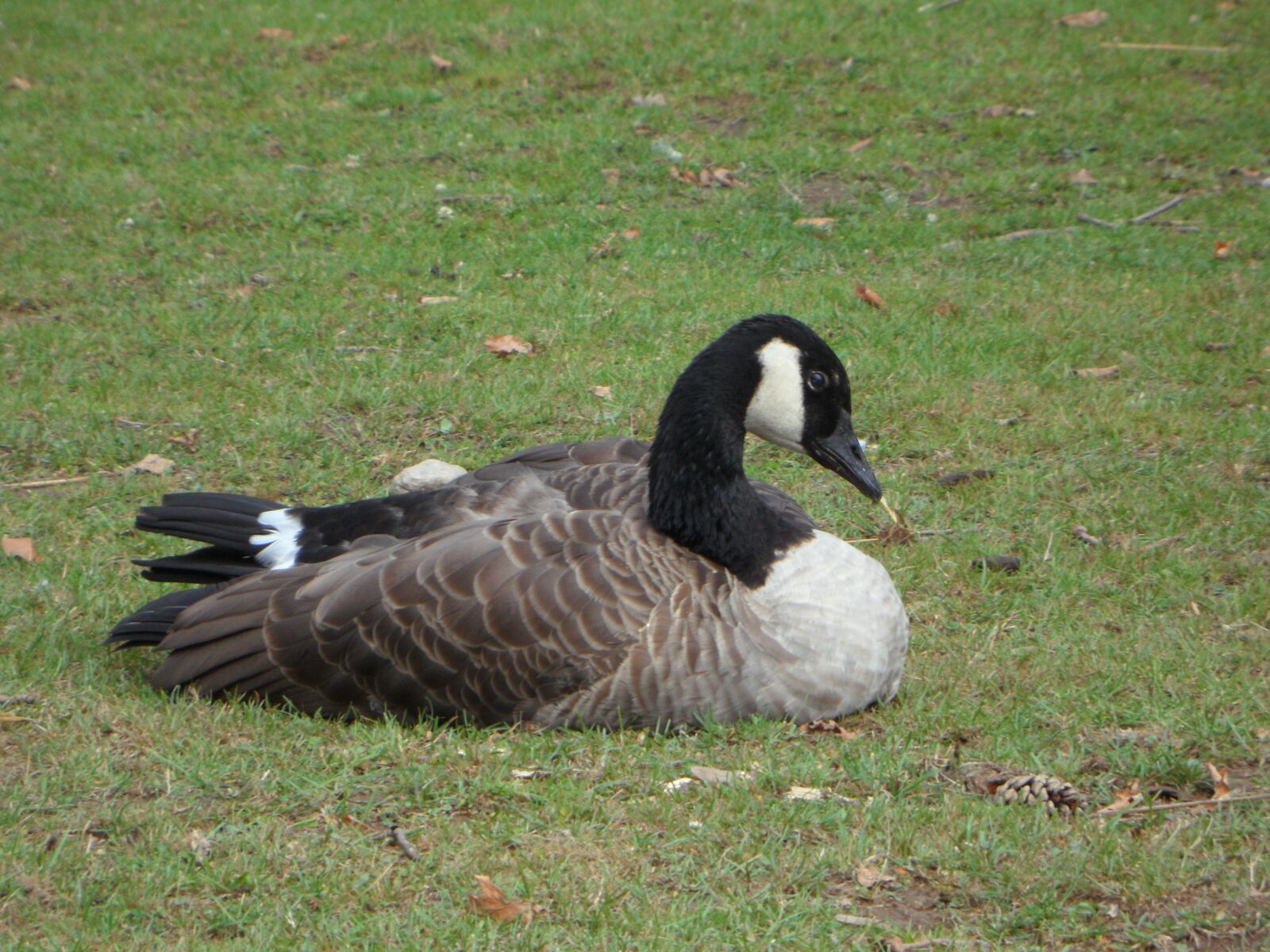 Samsung VLUU WB210, SAMSUNG WB210 sample photo. Goose, bird, animal photography