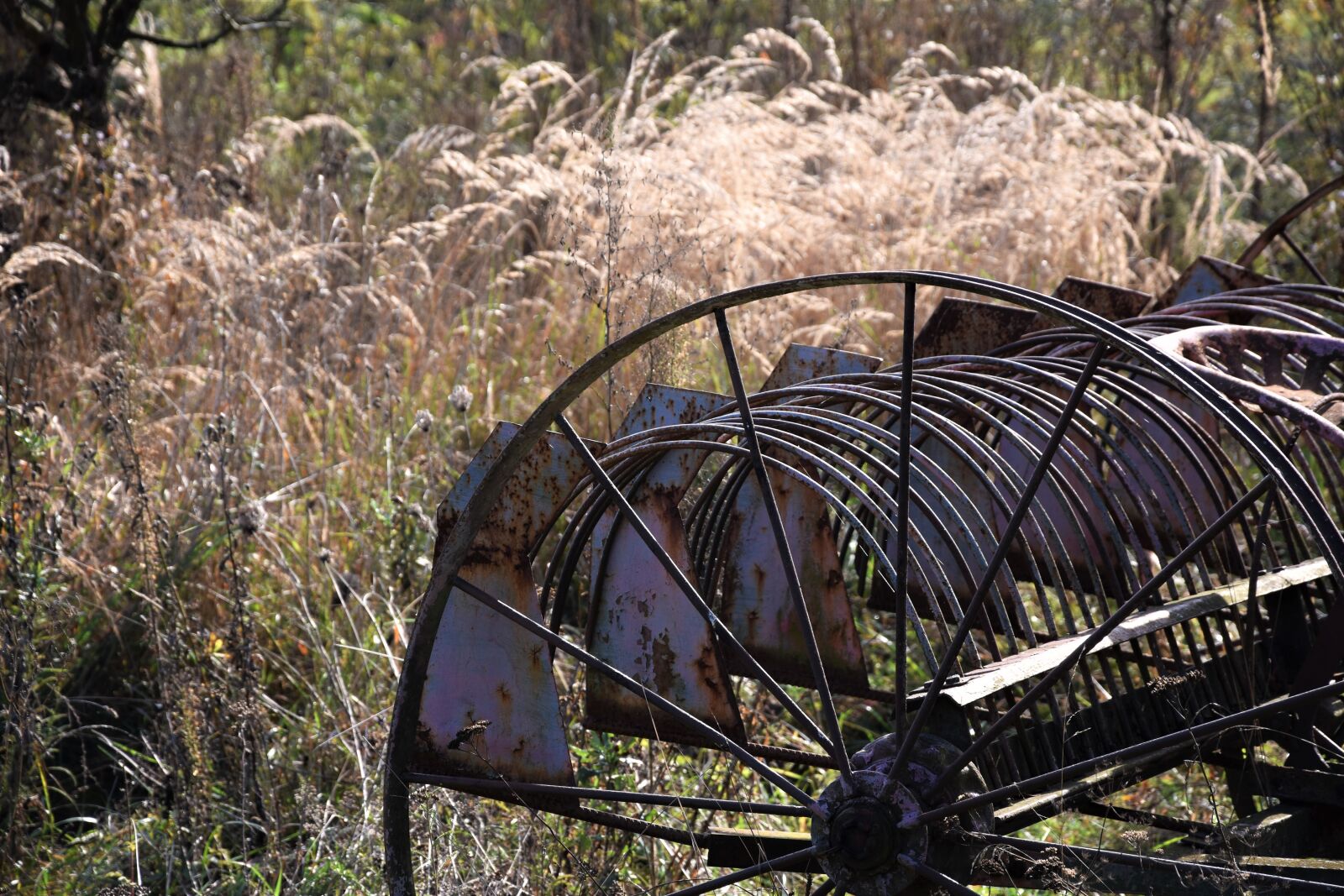 Nikon D3500 sample photo. Hrabačka, nature, machine photography