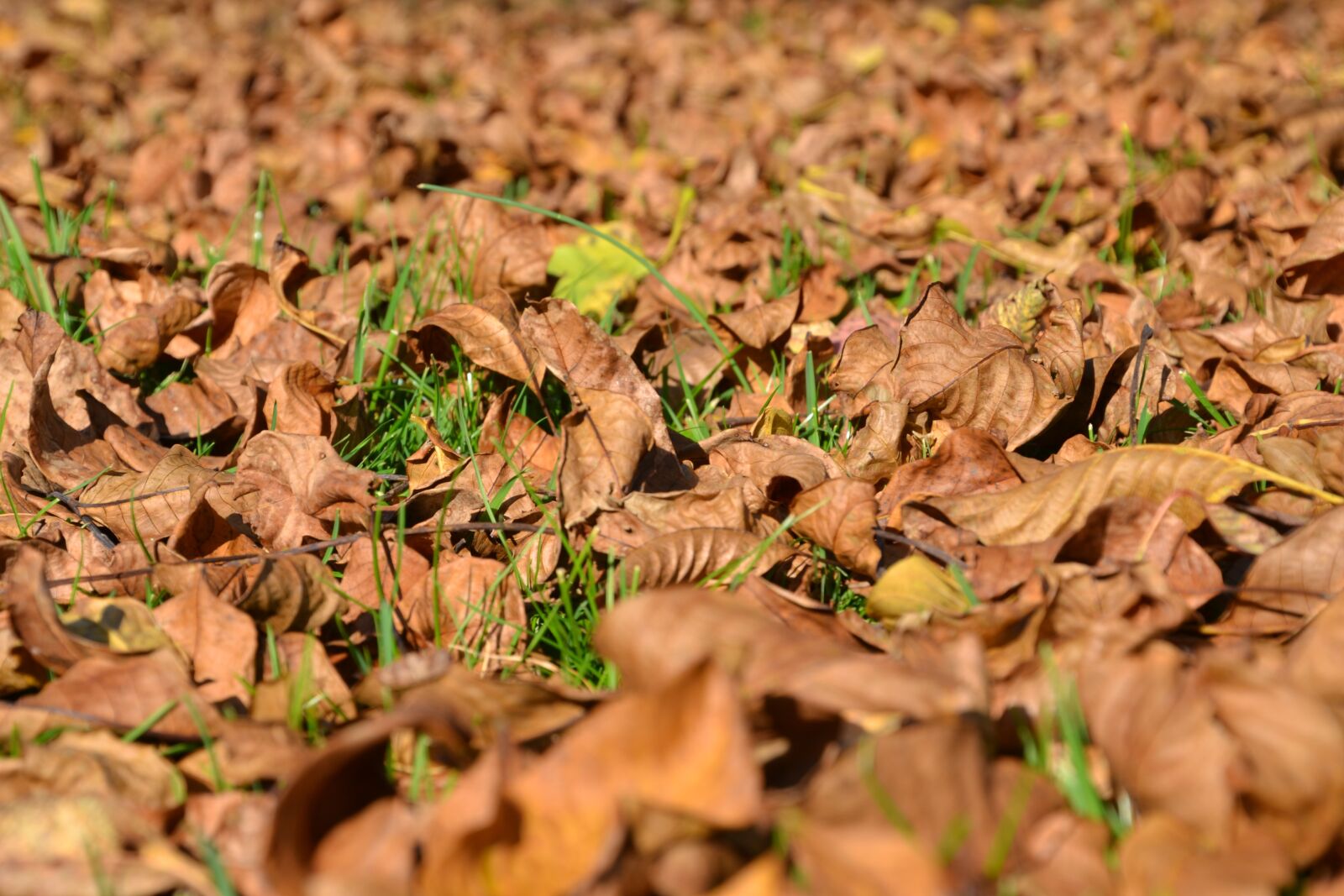 Nikon D3100 sample photo. Leaves, autumn, fall foliage photography
