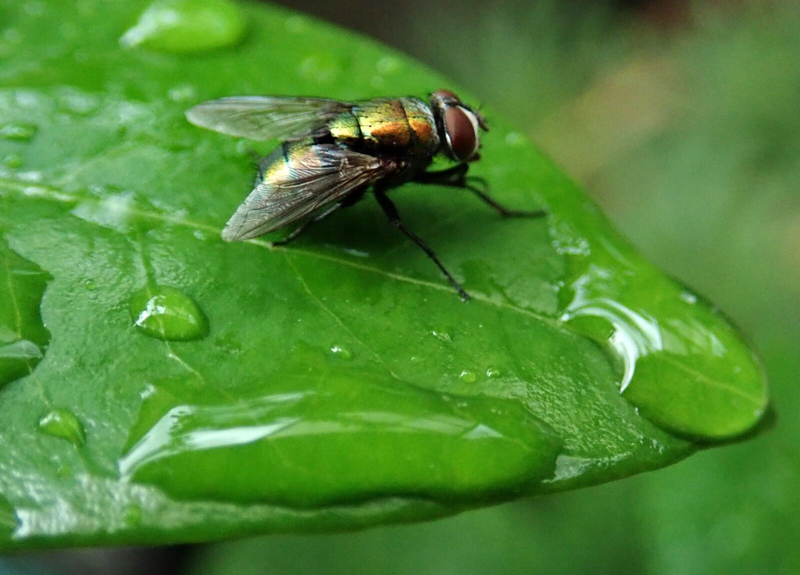 Olympus TG-5 sample photo. Fly, insect, pest photography