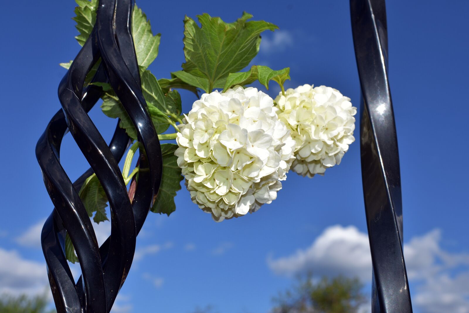 Nikon D3400 sample photo. Flower, flowers, spring photography