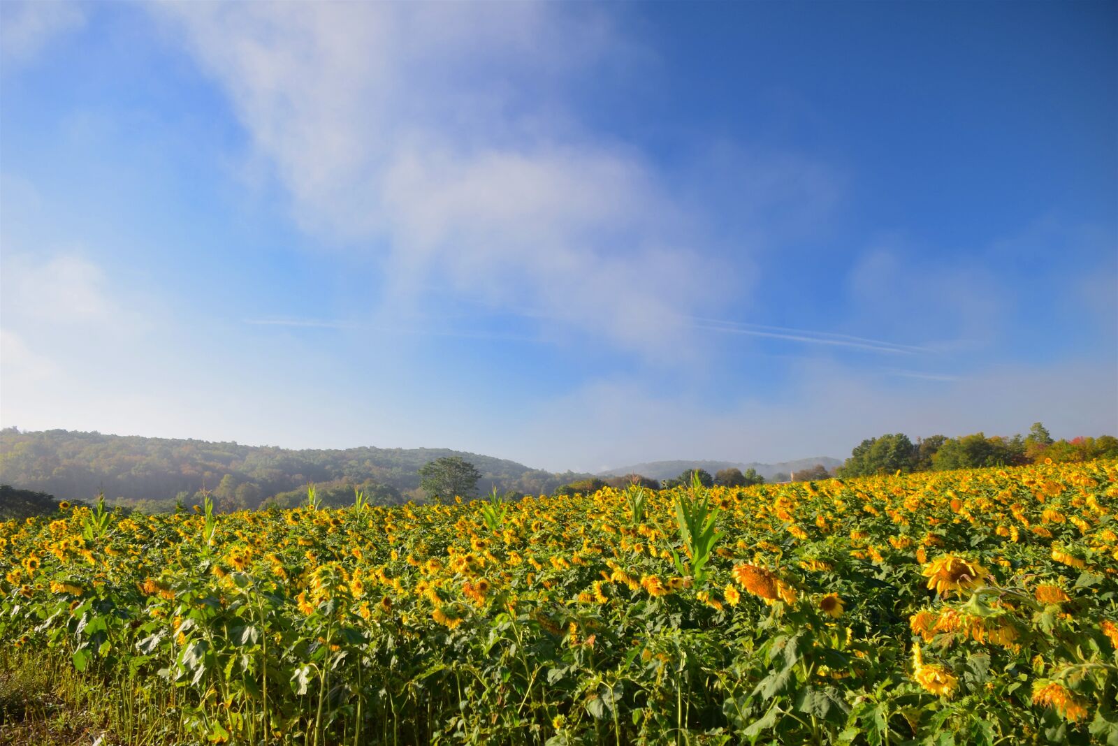 Nikon D3300 sample photo. Sunflowers, field, mist photography