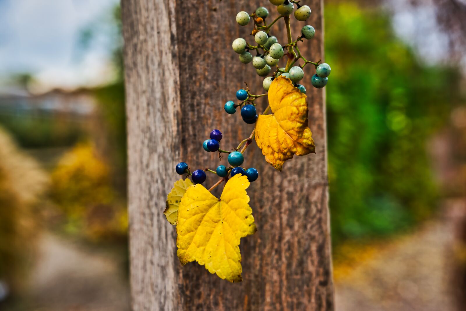 Sony FE 24-105mm F4 G OSS sample photo. Berries, plant, blue photography