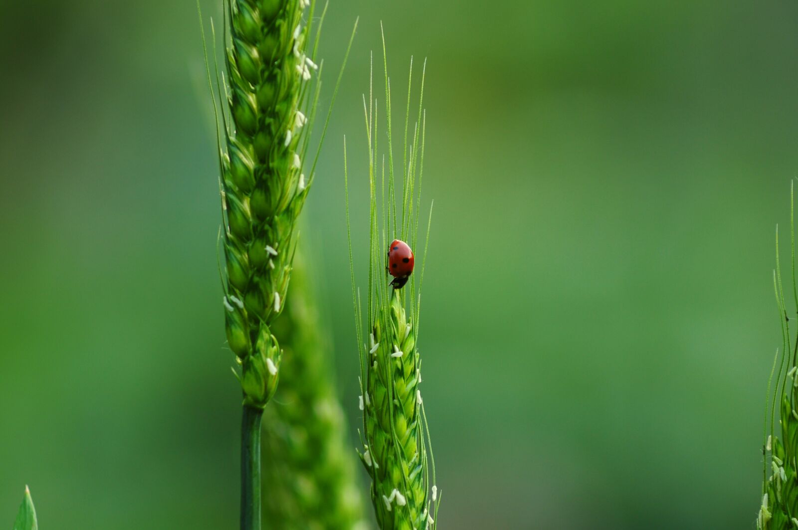 Nikon D5000 sample photo. Ladybugs, wheat, biodiversity photography