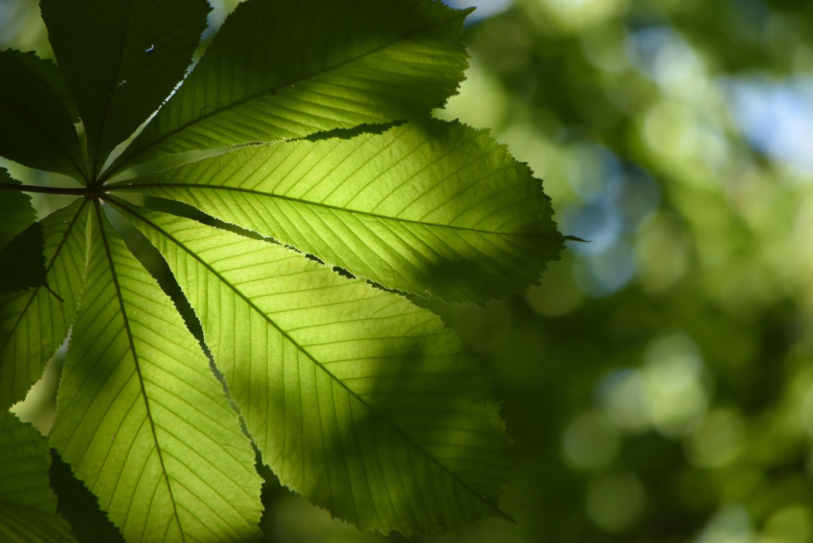 Nikon D5500 sample photo. Leaves, foliage, sunlight photography