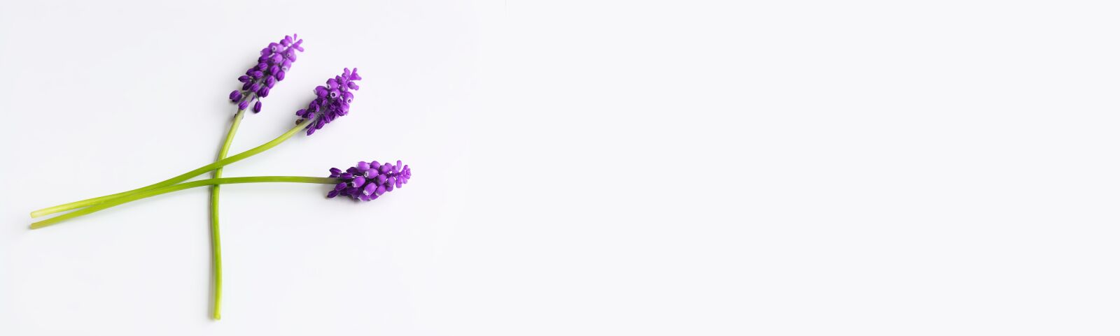 Nikon D7100 sample photo. Grape-hyacinth, purple, flowers photography