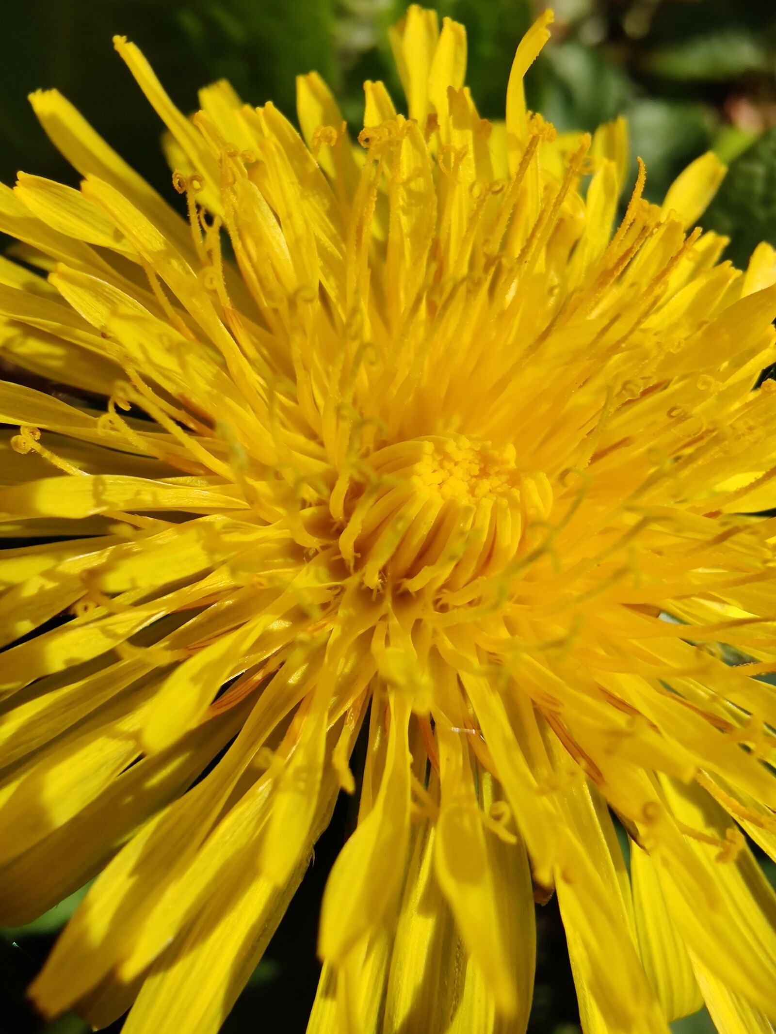OnePlus HD1903 sample photo. Dandelion, grass, garden photography