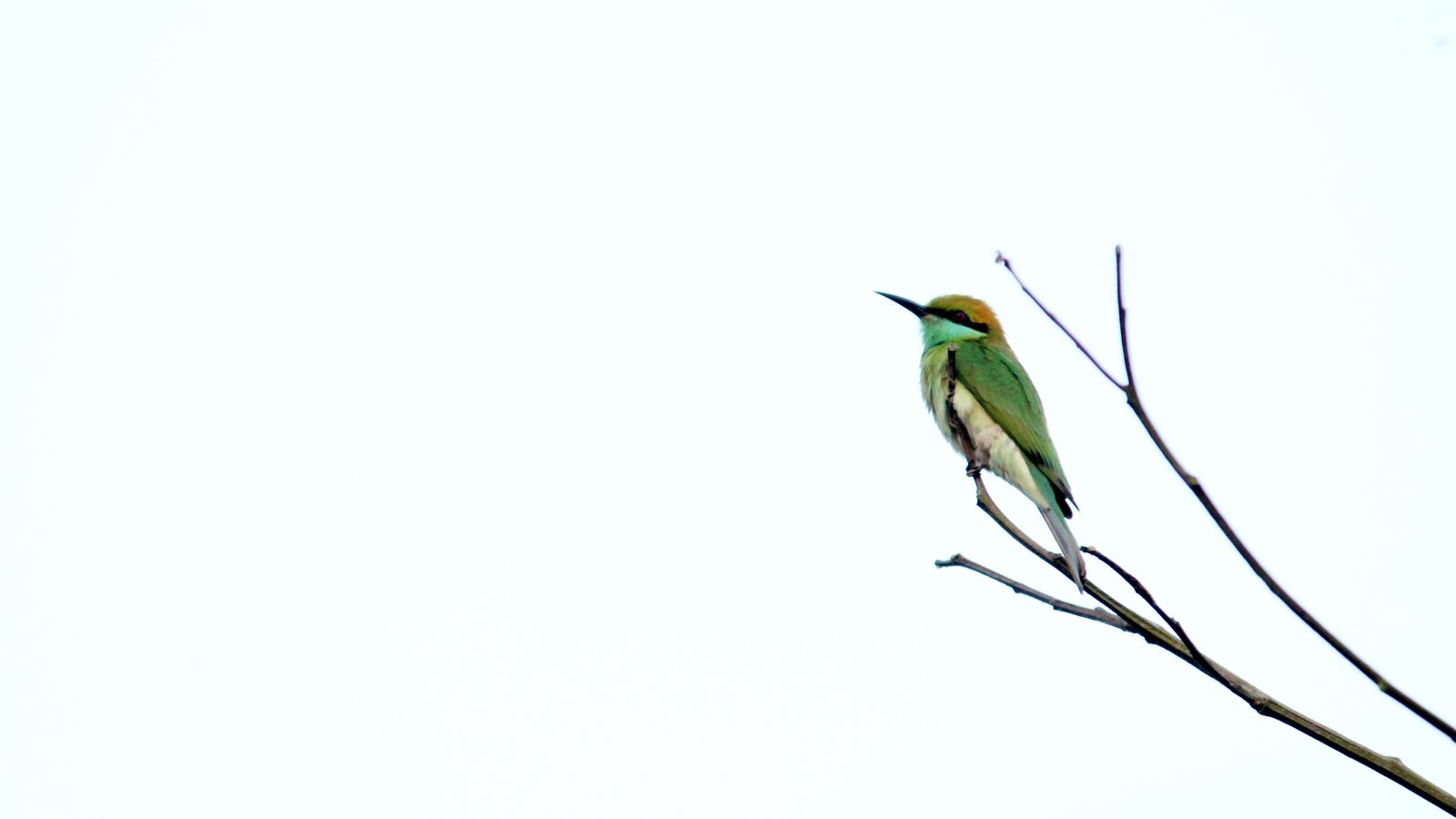 Canon EOS 1300D (EOS Rebel T6 / EOS Kiss X80) sample photo. Kerala, india, bee-eater photography