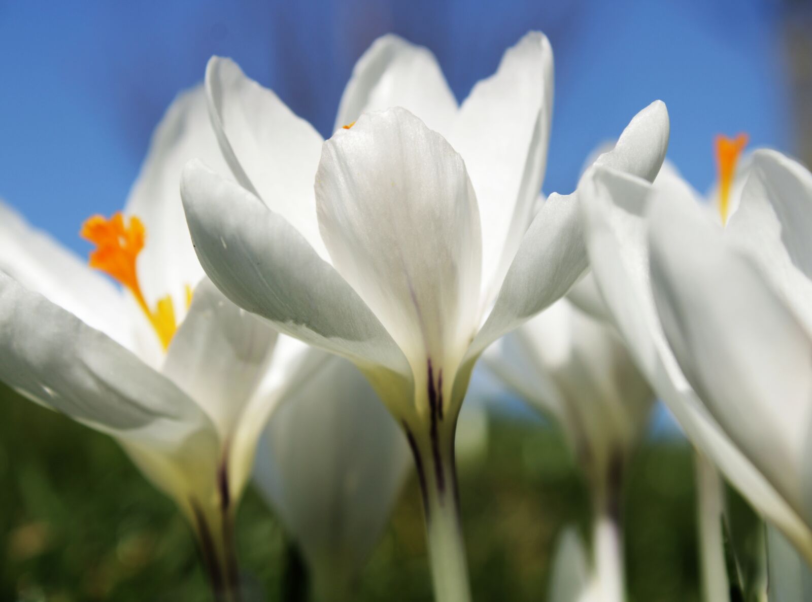 Canon EOS 2000D (EOS Rebel T7 / EOS Kiss X90 / EOS 1500D) sample photo. Crocus, white, flower photography
