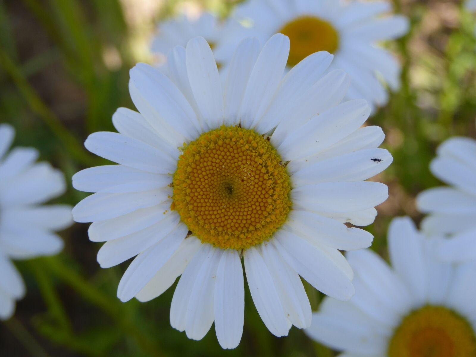 Panasonic DMC-TZ61 sample photo. Flower meadow, magerite, summer photography