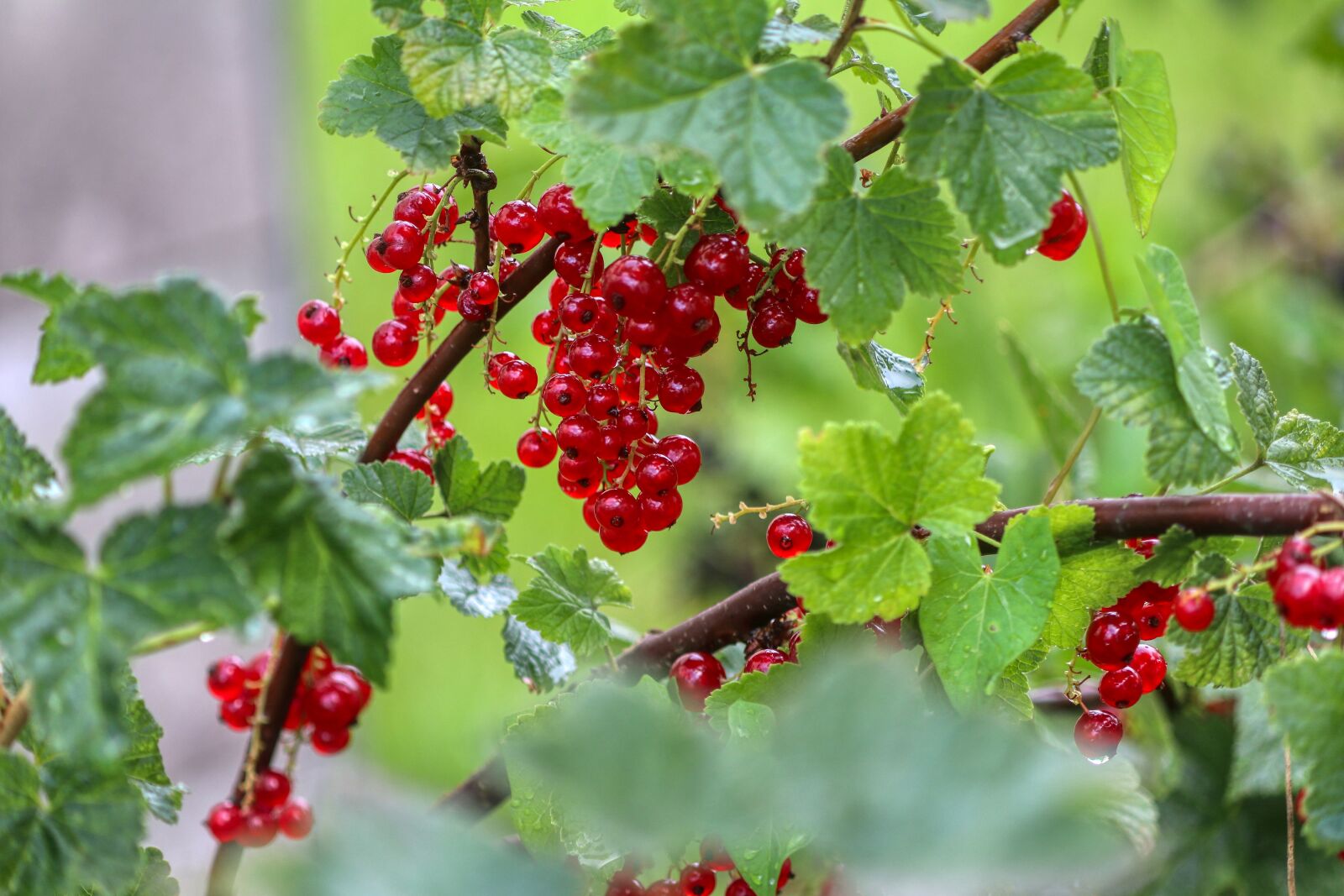 Canon EOS 80D sample photo. Berries, currants, food photography