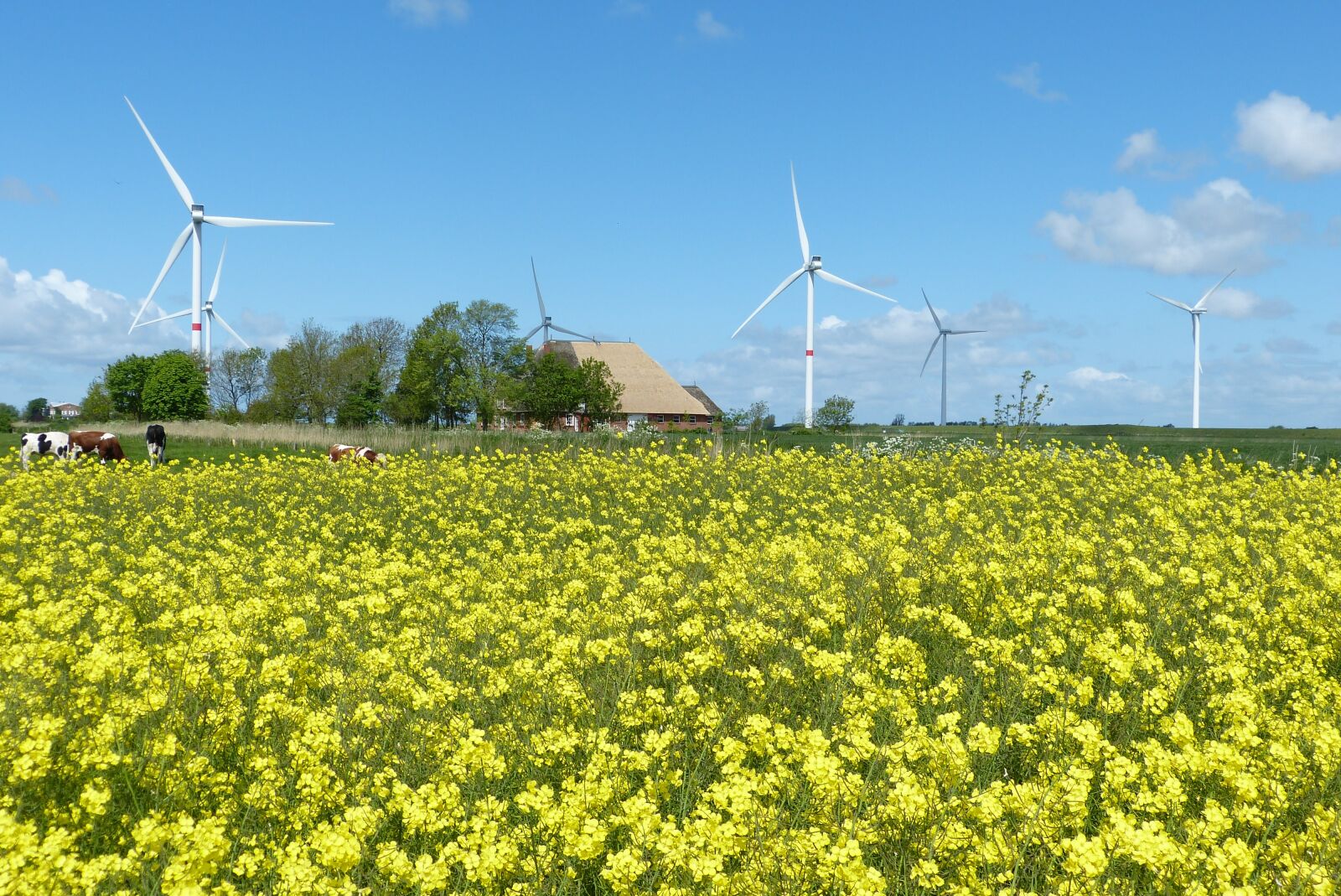 Panasonic Lumix DMC-FZ150 sample photo. Oilseed rape, wind, clouds photography