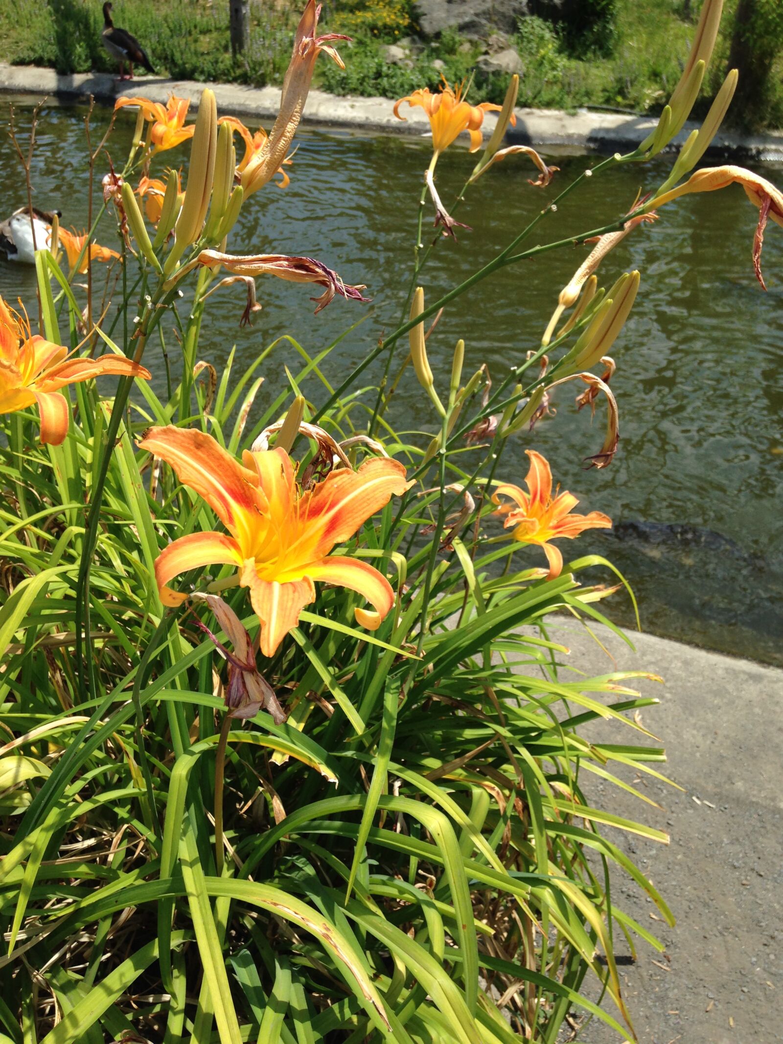 iPhone 5c back camera 4.12mm f/2.4 sample photo. Lily, foliage, flower photography