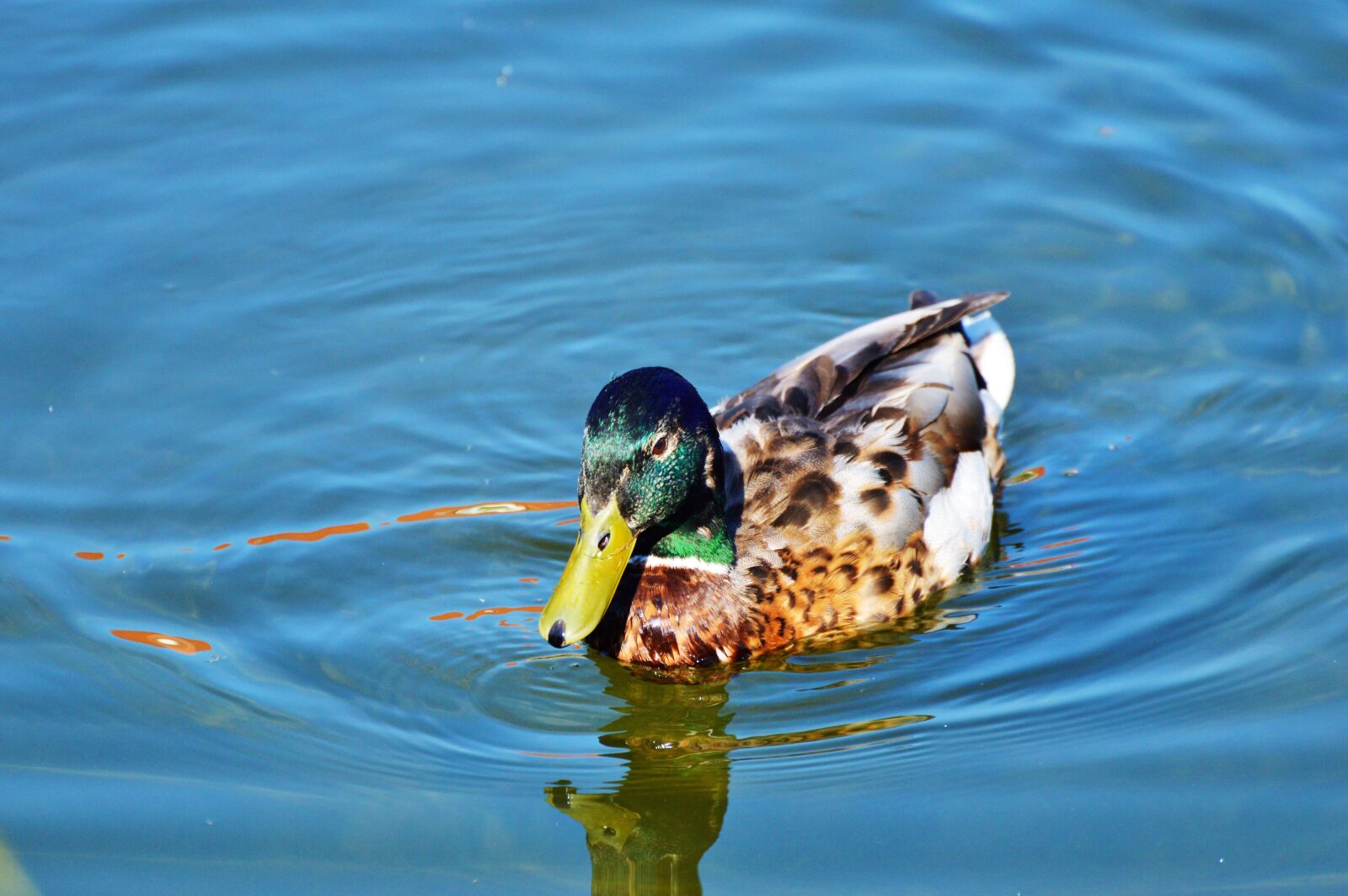 Nikon D3200 sample photo. Ducks, waterfowl, bird photography