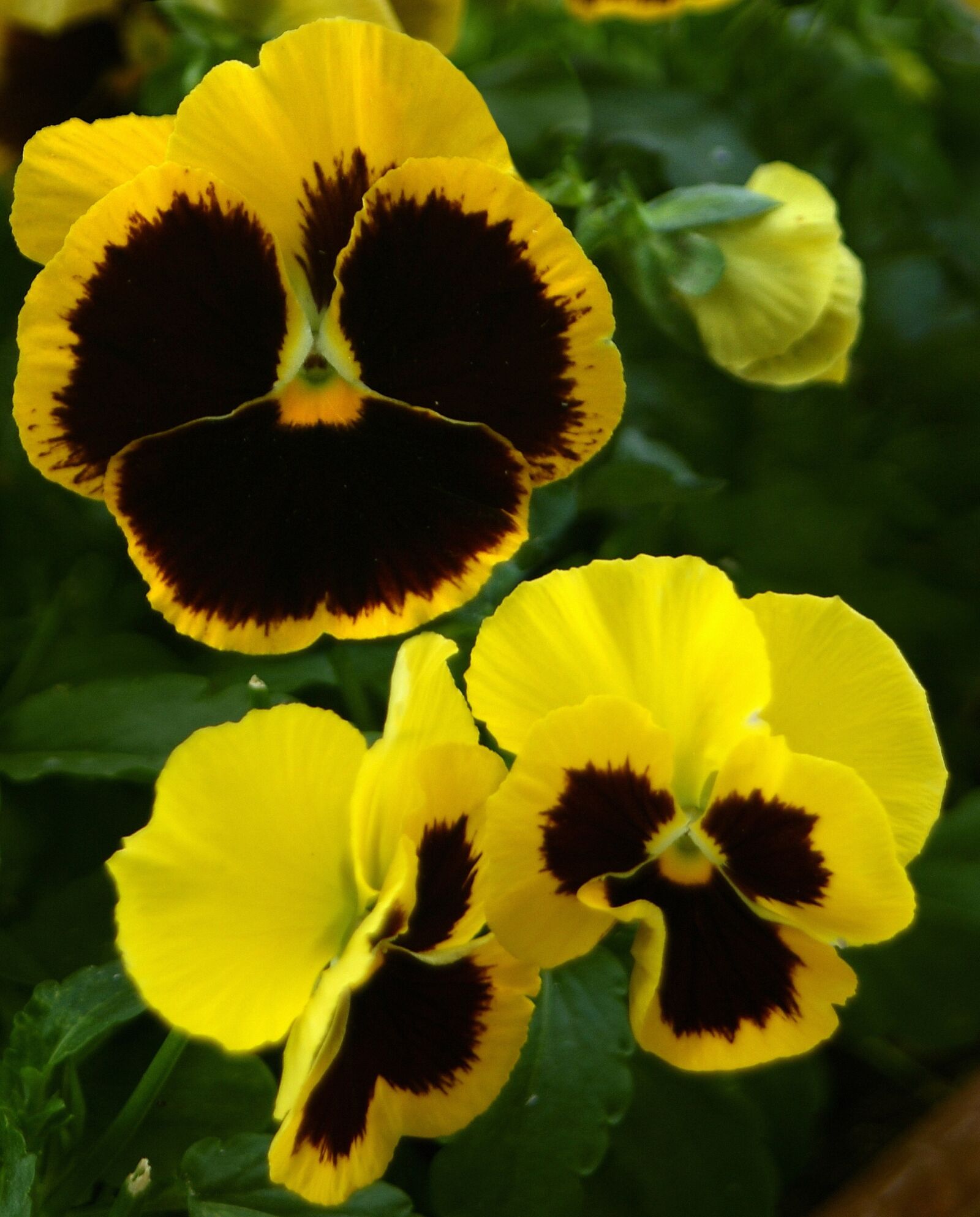 Sony Alpha DSLR-A200 sample photo. Pansy, flower, potted photography