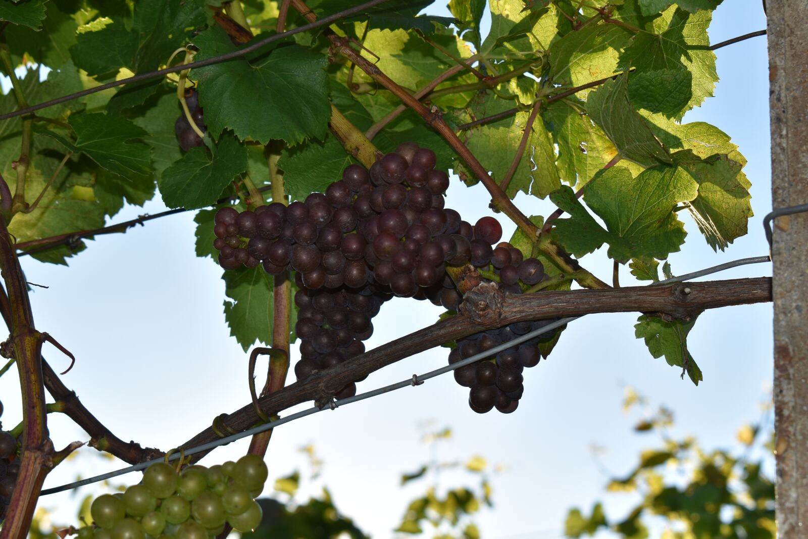 Nikon D3500 sample photo. Grape, vine, steiermark photography