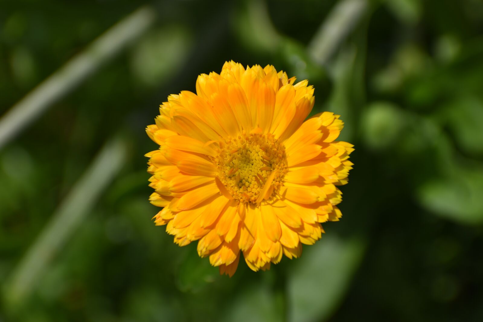 Nikon D3500 sample photo. Flowers, spring, flora photography