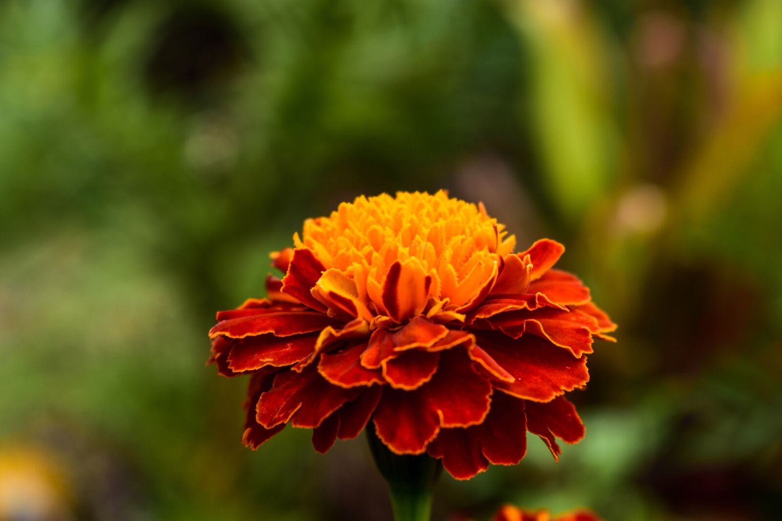Nikon D3400 sample photo. Nature, flower, plant photography
