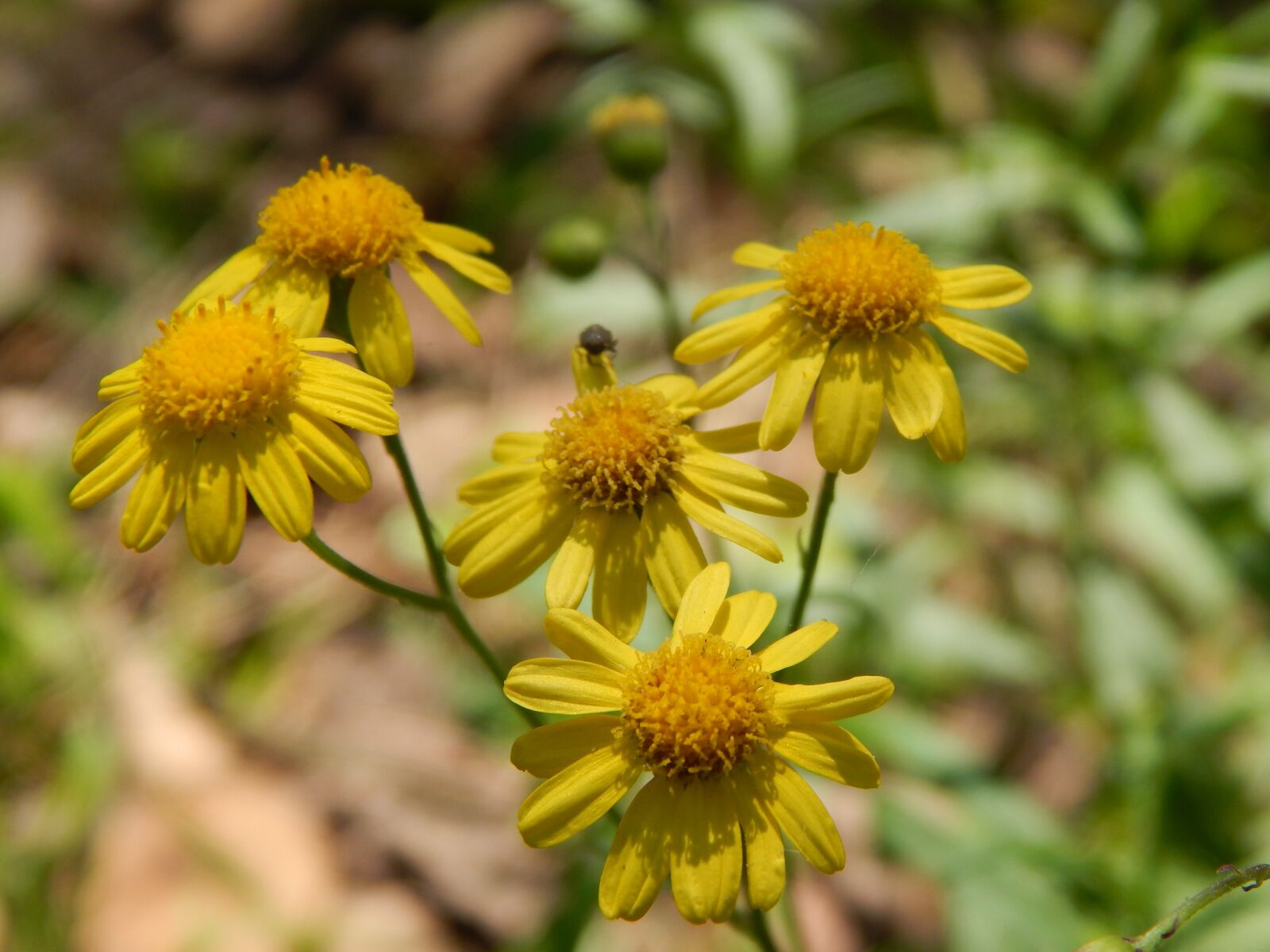 Nikon Coolpix L820 sample photo. Flowers, yellow, small photography