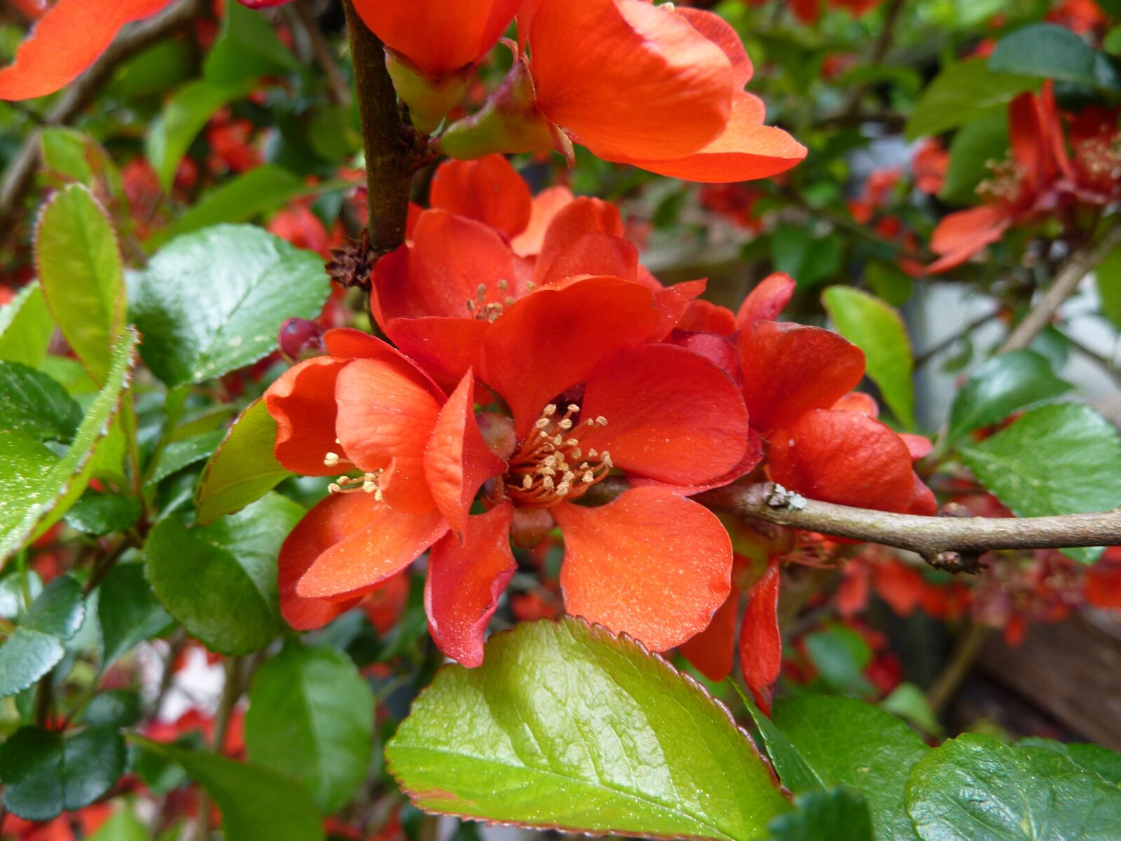 Panasonic DMC-TZ7 sample photo. Quince flower, garden shrub photography