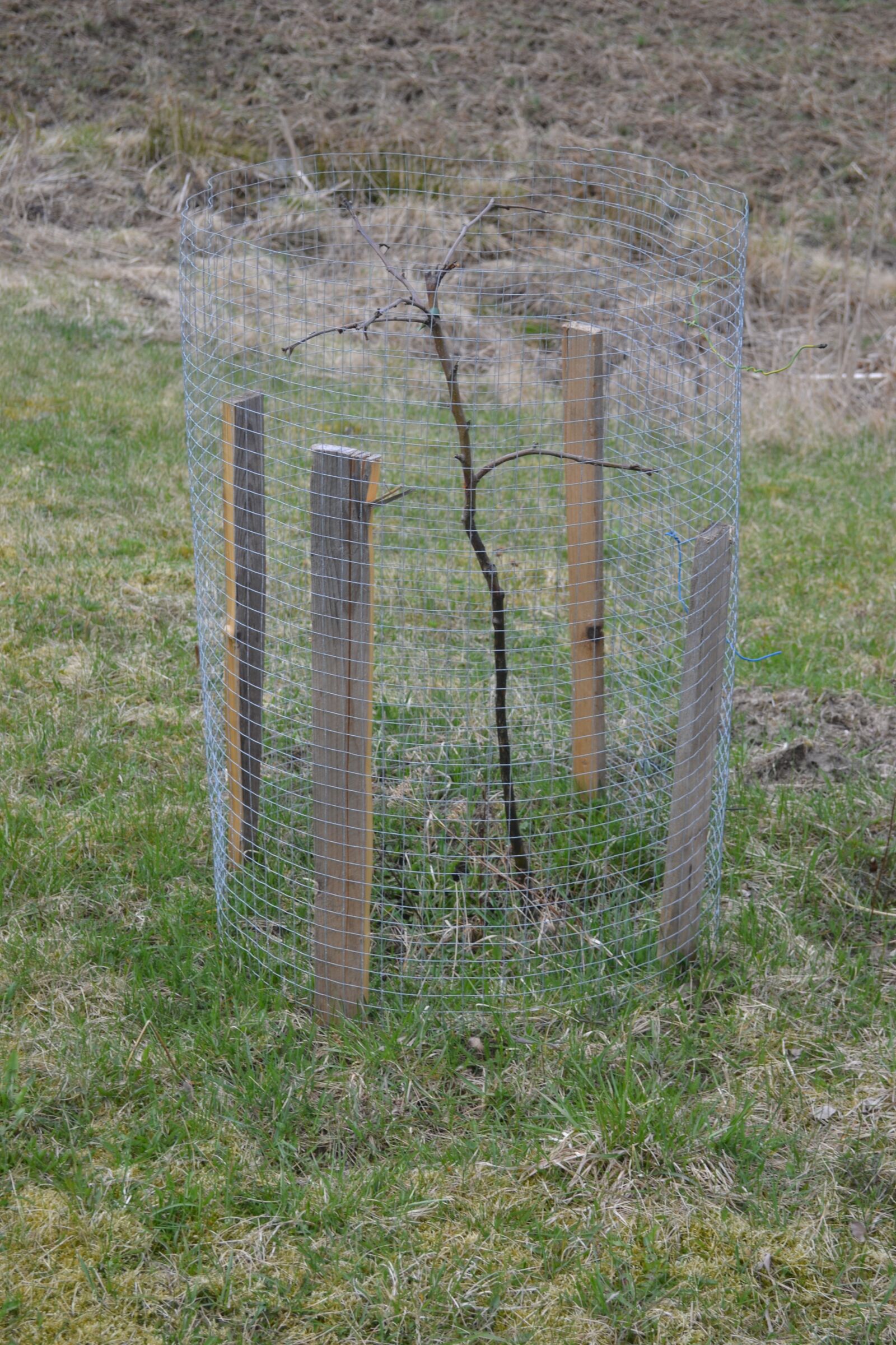 Nikon D3100 sample photo. The prisoner, apple tree photography