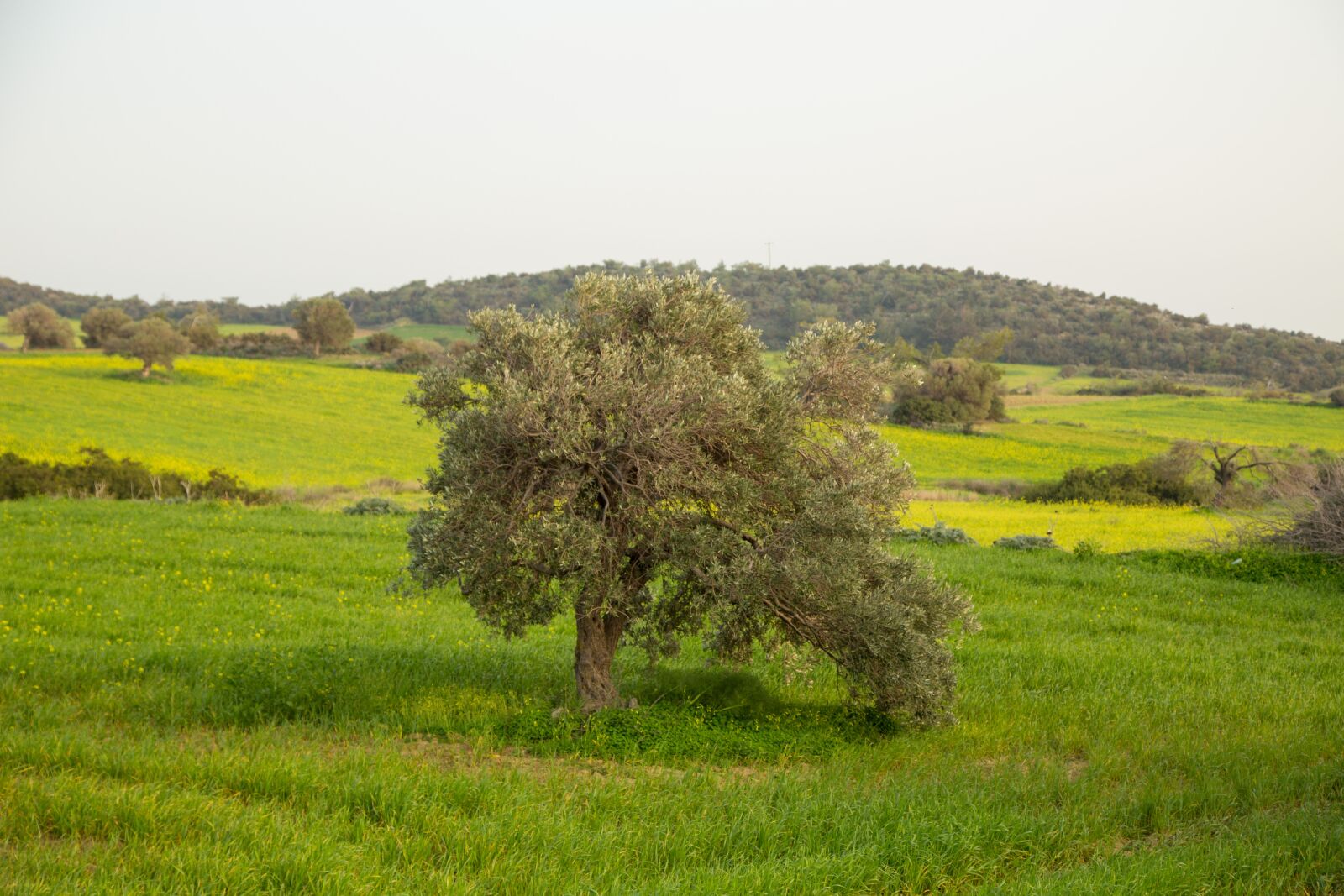 Canon EOS 6D + Canon EF 24-105mm F4L IS USM sample photo. The olive tree, field photography