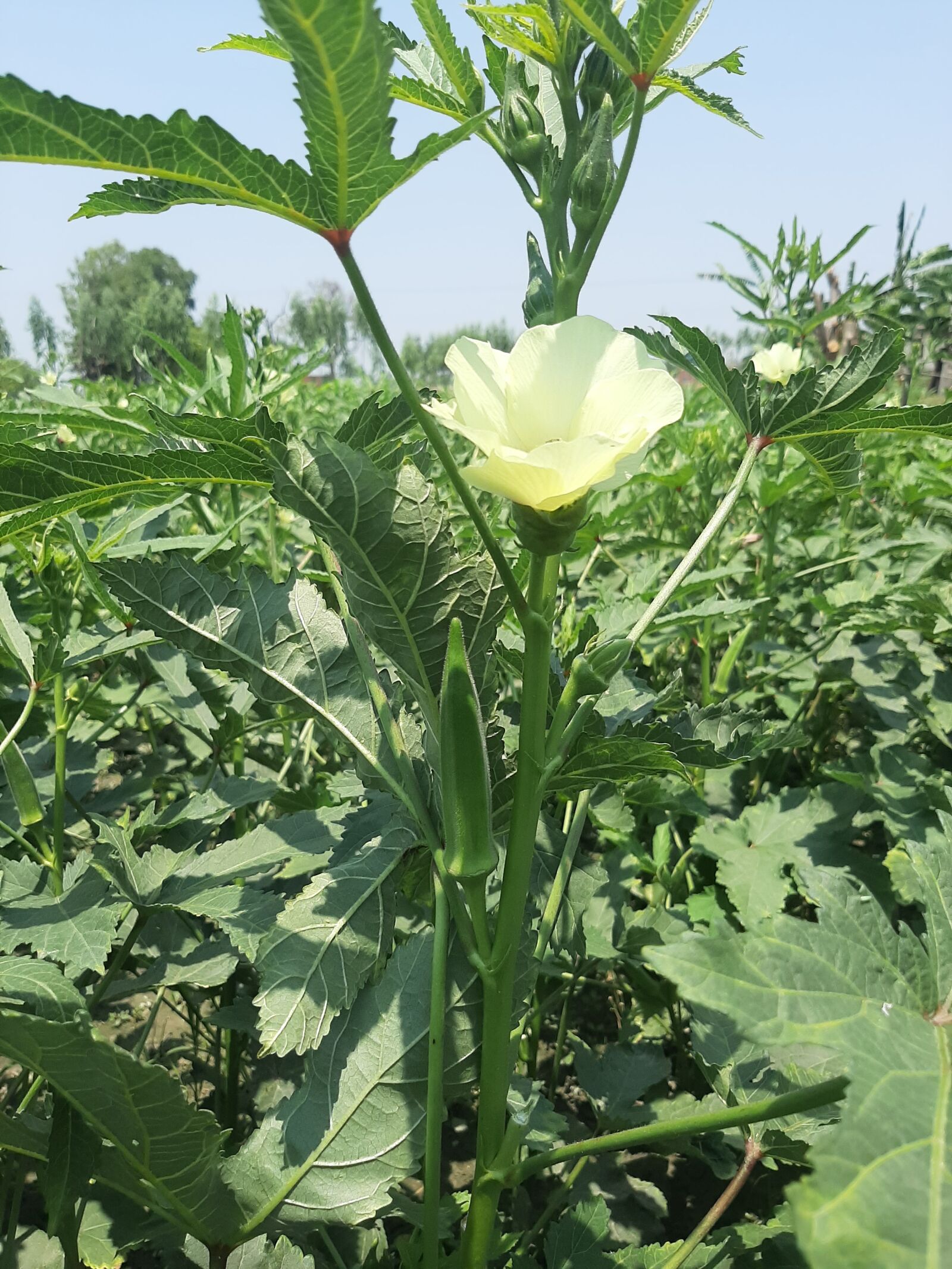 Samsung Galaxy A50 sample photo. Ladyfinger, vegetables, food photography