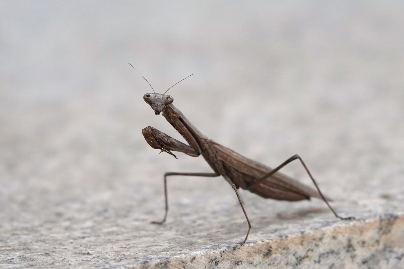 Sony Cyber-shot DSC-RX10 IV sample photo. Mantis, insect, species photography