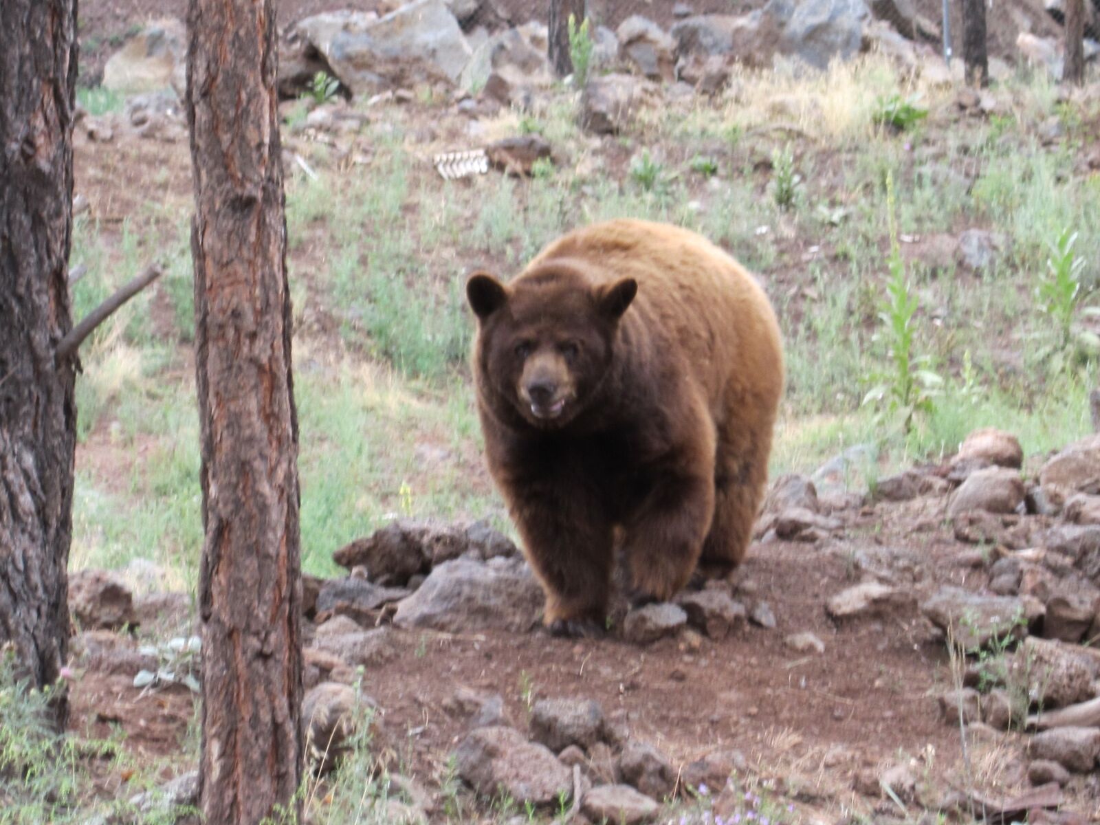 Canon PowerShot ELPH 100 HS (IXUS 115 HS / IXY 210F) sample photo. Bear, brown bear, animal photography