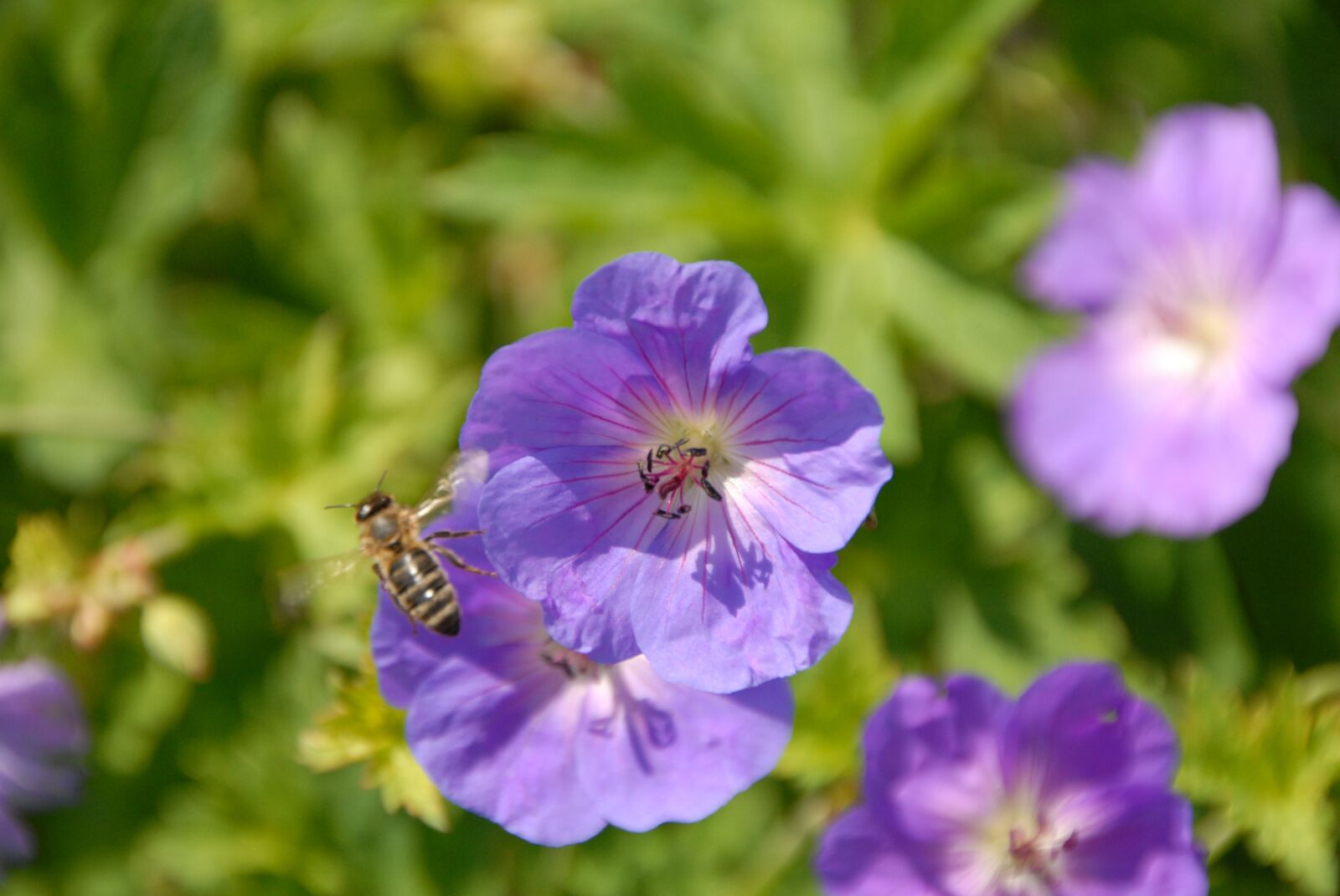 Nikon D200 sample photo. Flower, bee, garden photography