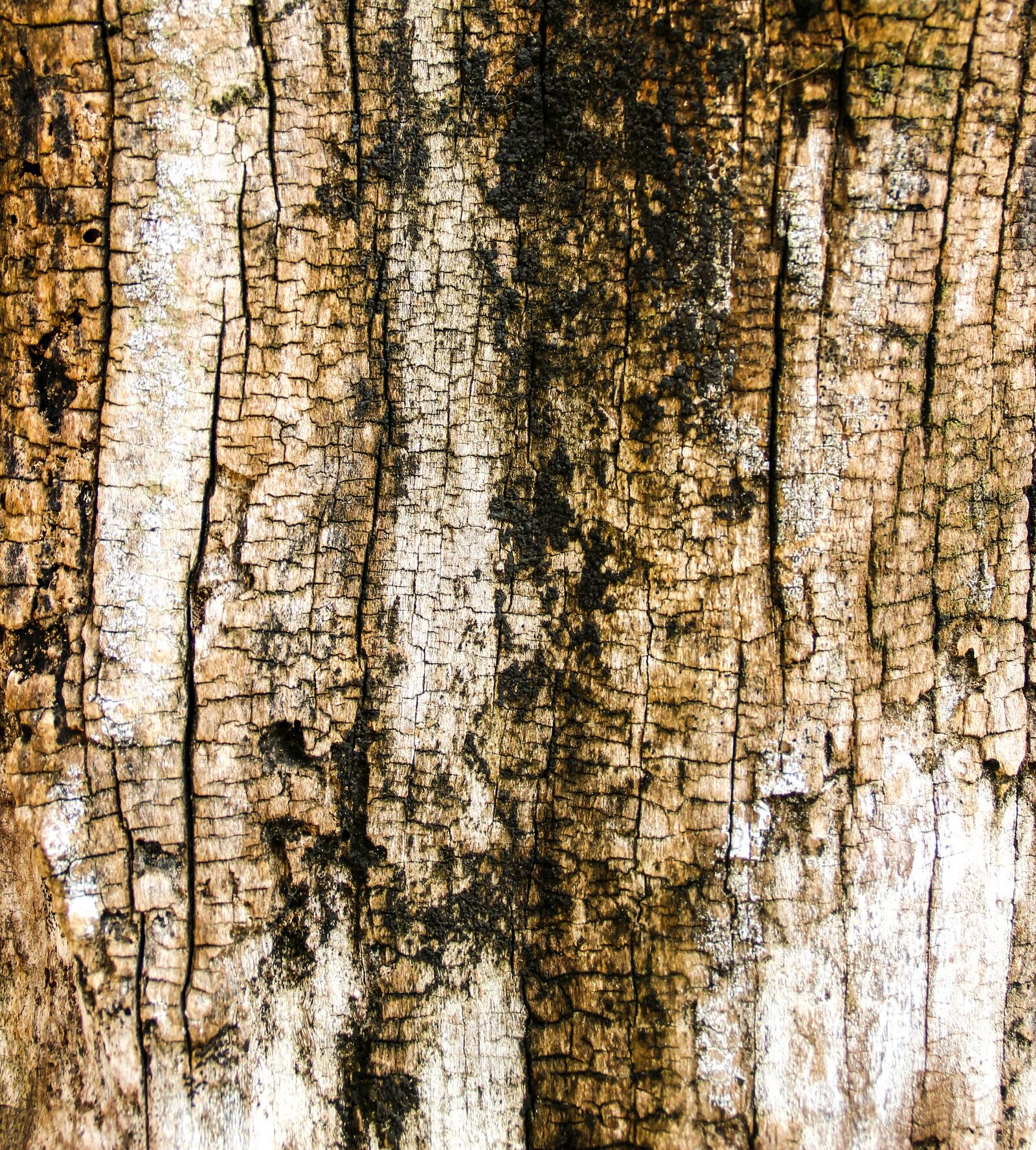 Canon EOS 600D (Rebel EOS T3i / EOS Kiss X5) sample photo. Wood, texture, trunk photography
